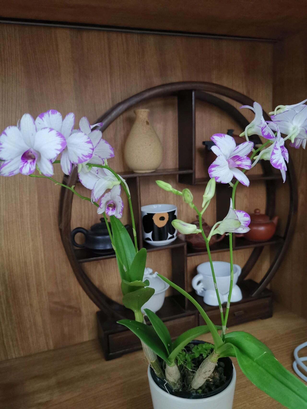 跟风网购了日本白泼墨石斛兰,经历了黄叶掉叶,终于挺过来了,继续绽放