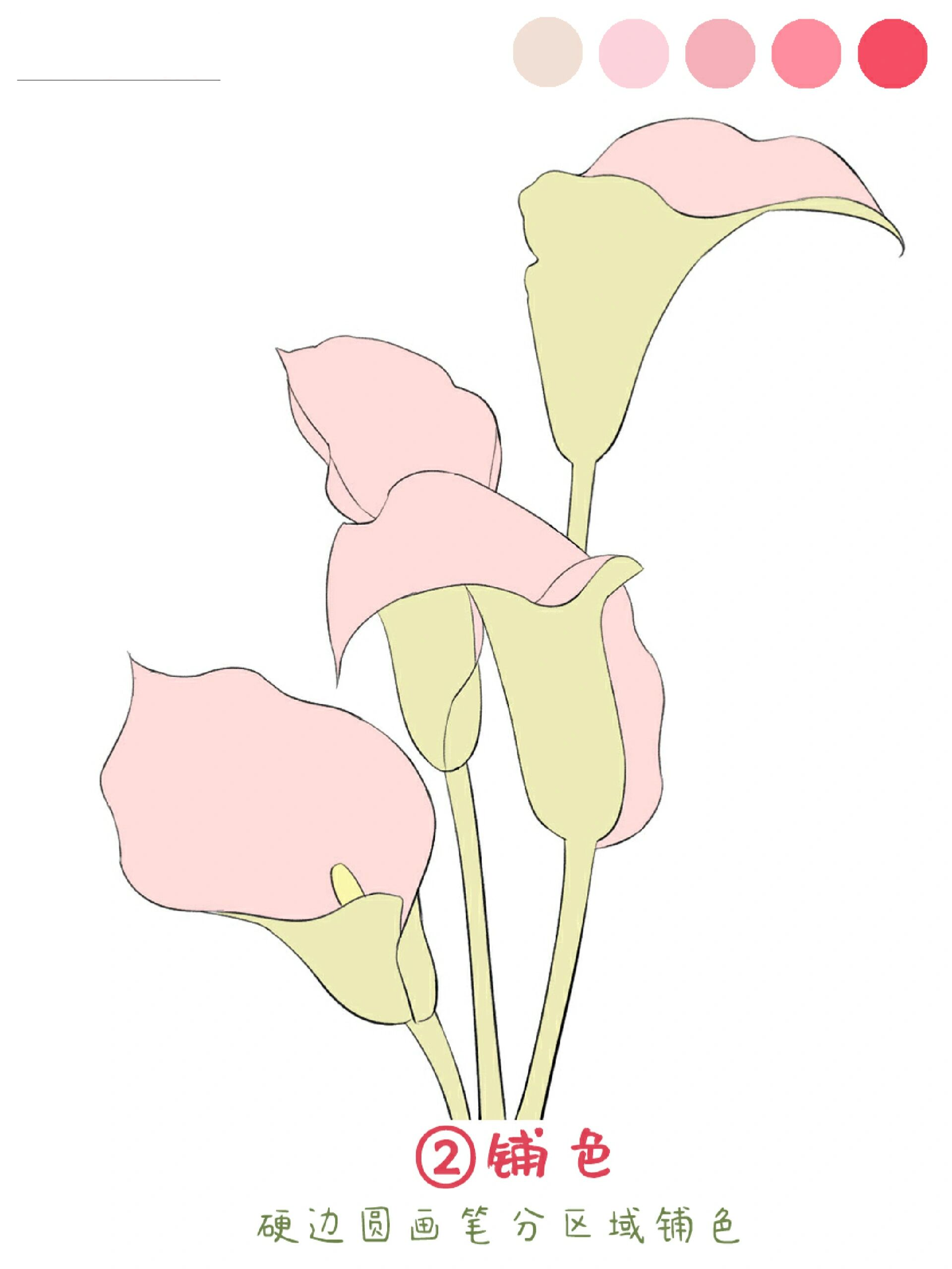 马蹄莲画法‖小物件插画教程