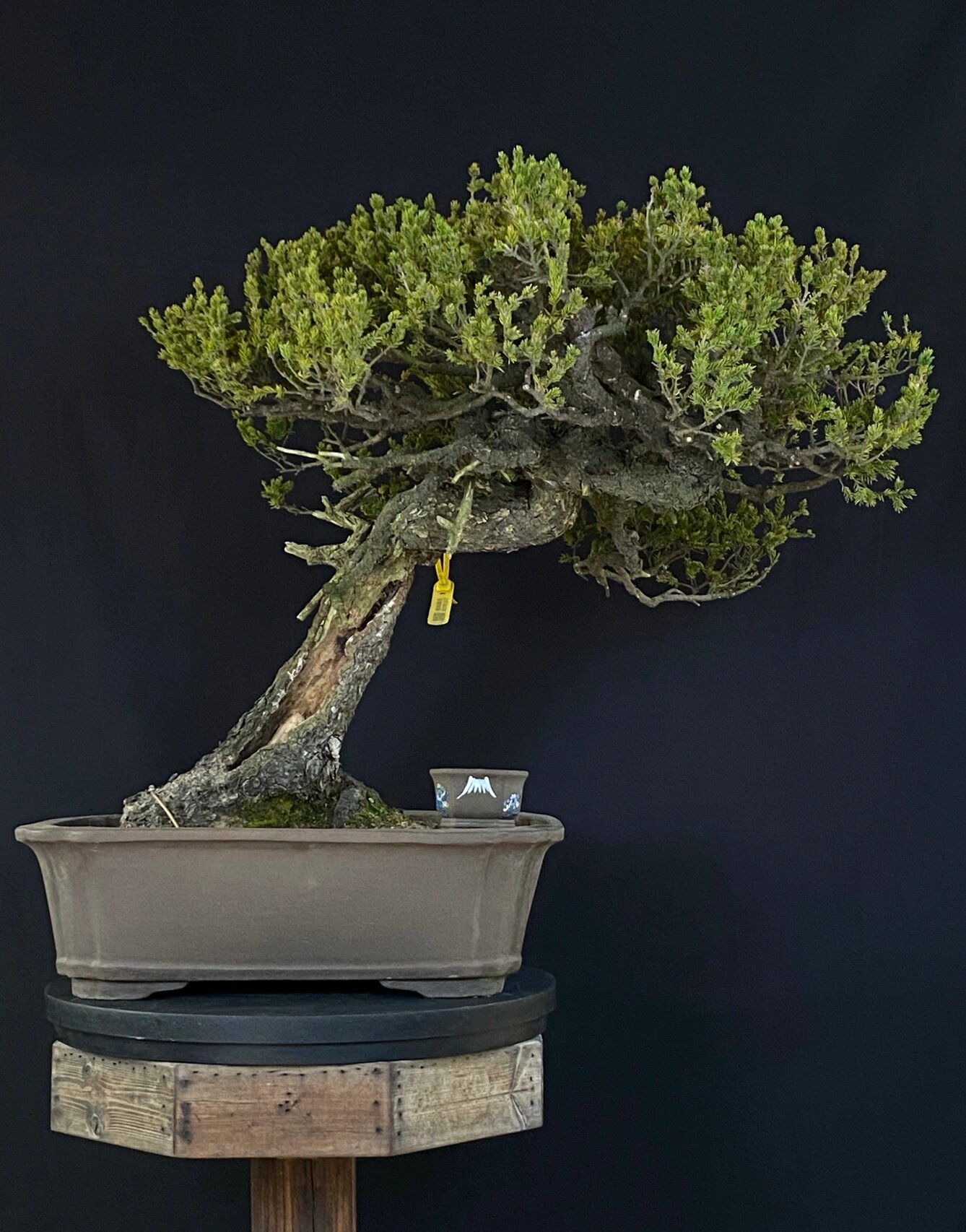 日本进口虾夷松盆景 进口盆景 超大品庭院 虾夷松-日本原生进口-原盆