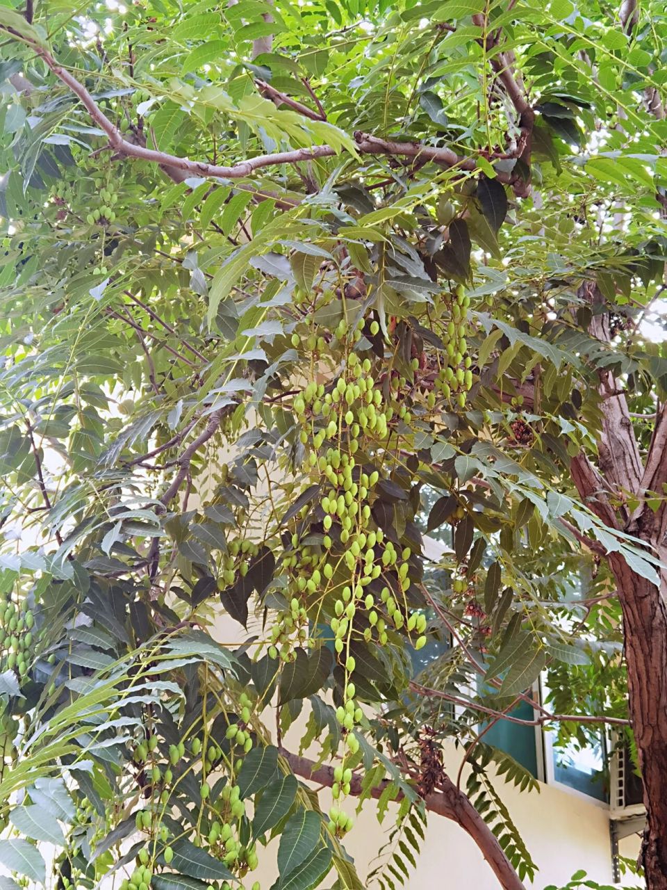 不会还有人不知道香椿果吧? 回老家看到院子里香椿树的果实,一直哇塞,