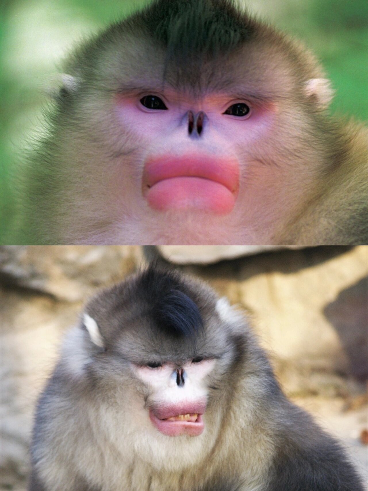 92这小嘴唇啊98—滇金丝猴|奇妙动物029