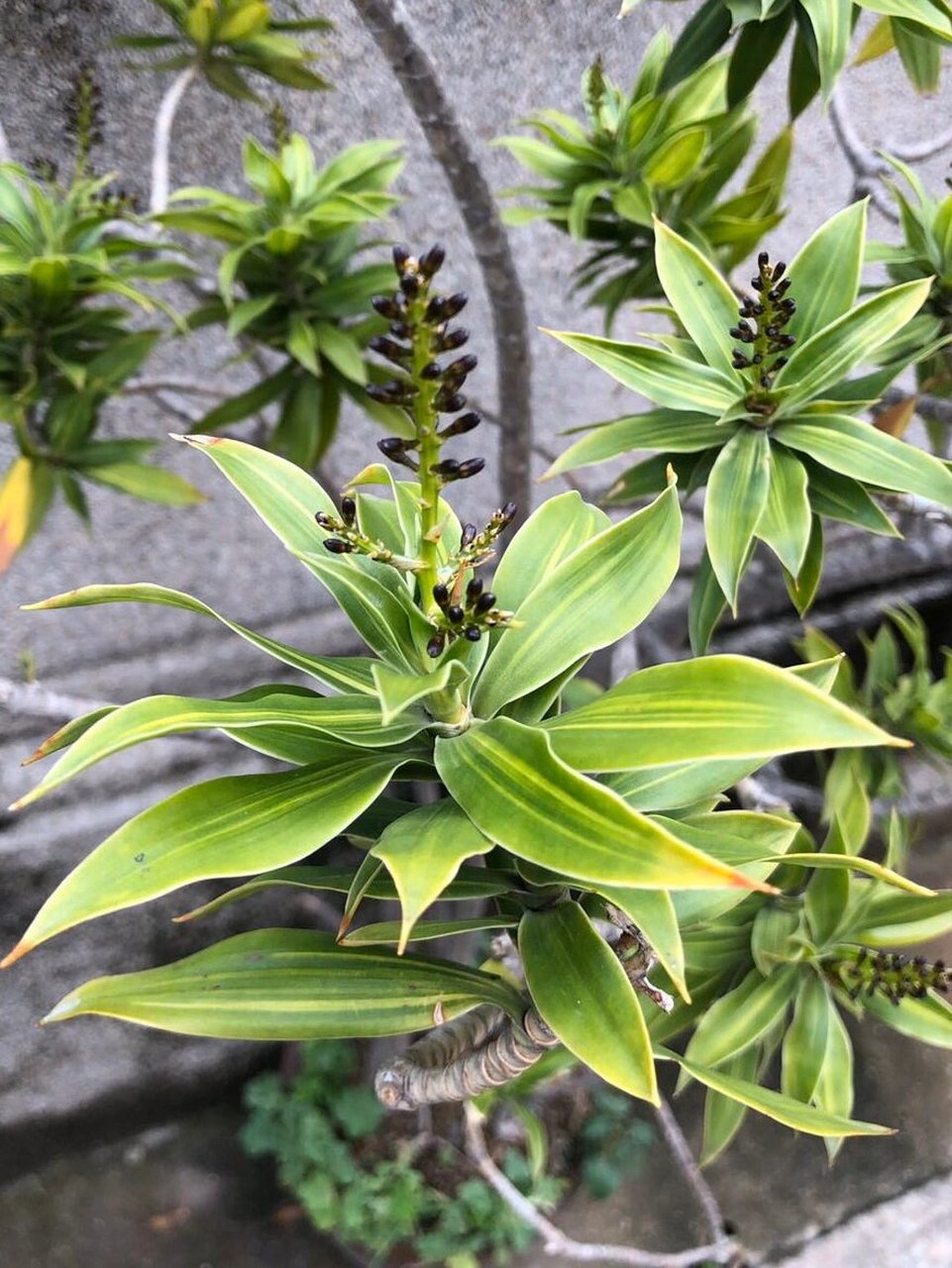 我家封闭阳台的100株植物|(45)百合竹 适合室内养殖的植物清单里面