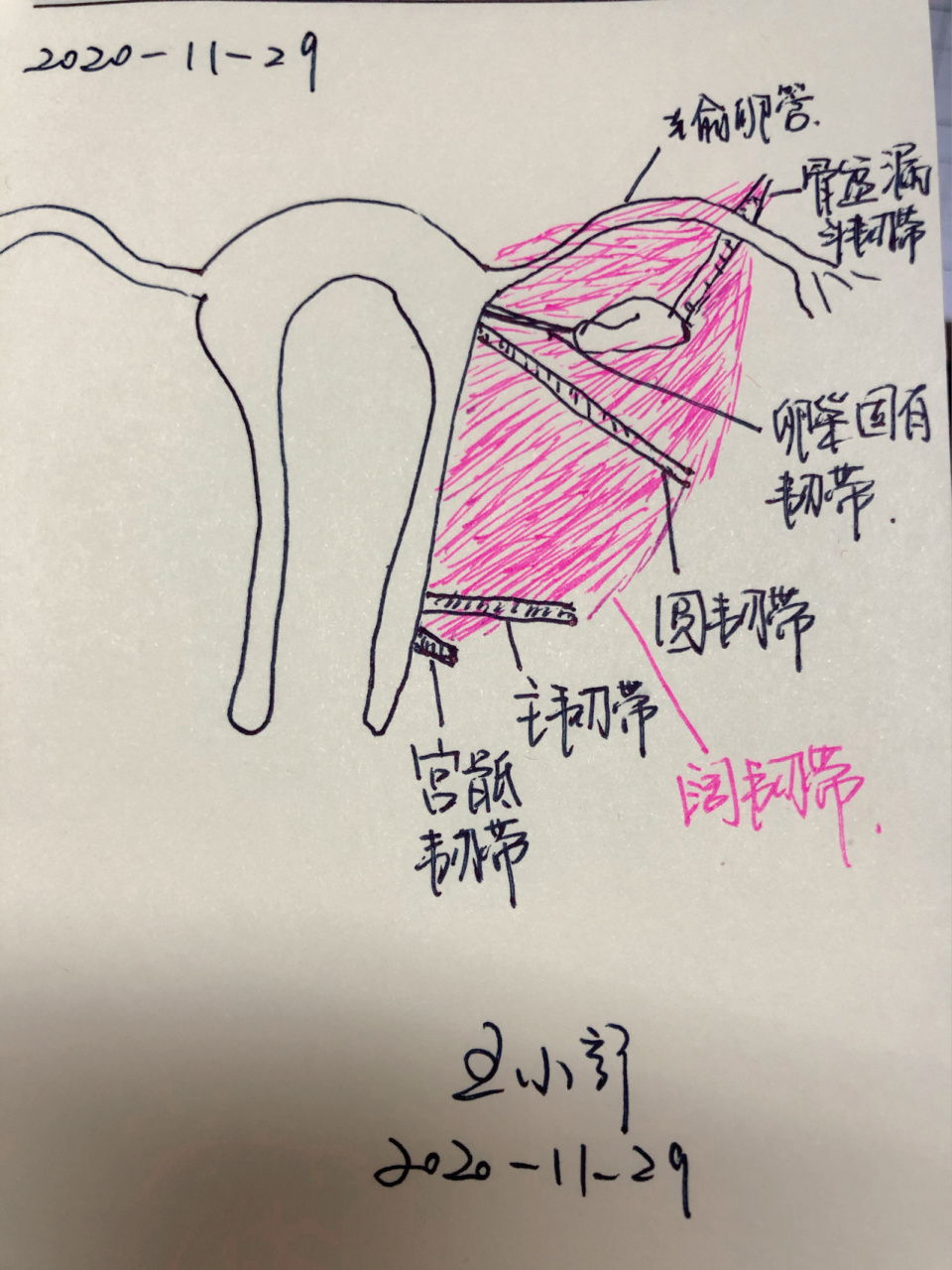 子宫简介之第七部分子宫韧带 子宫韧带共4对.