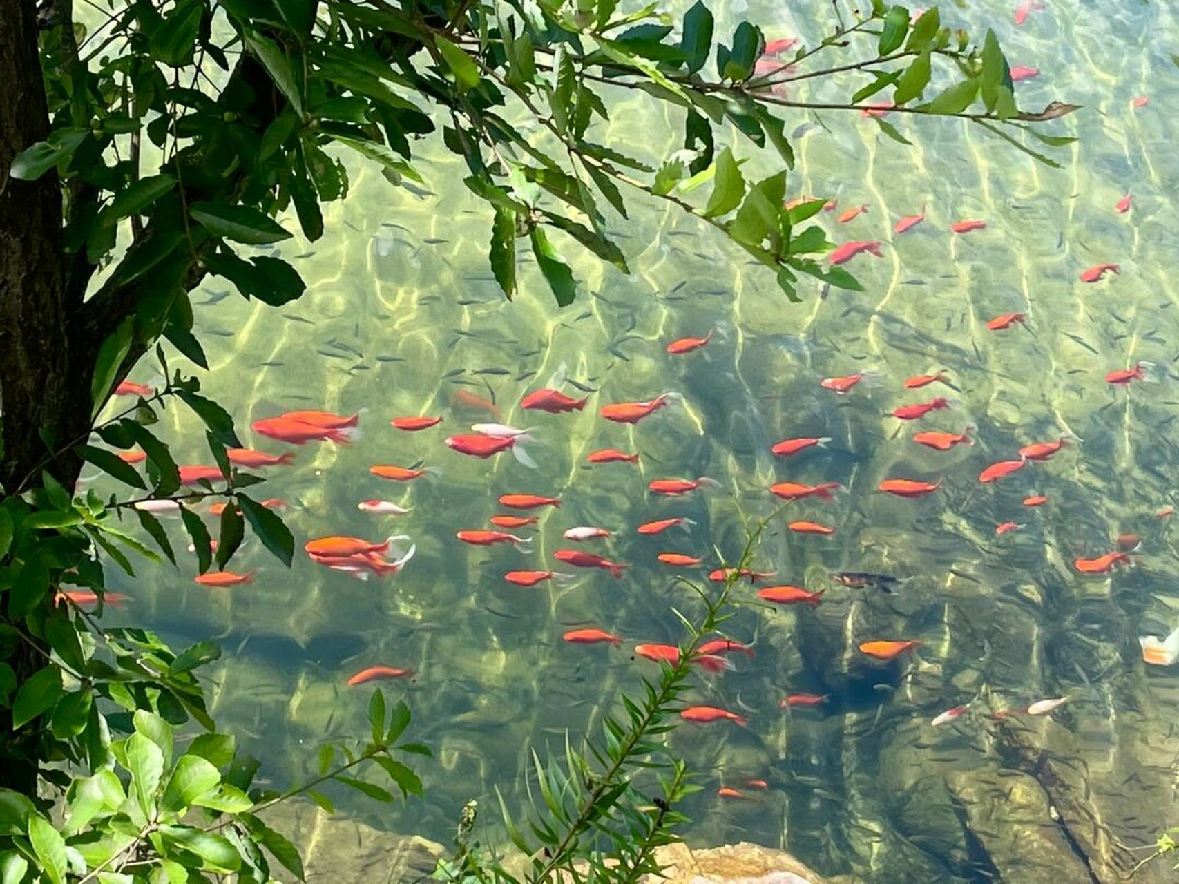 威海|昆嵛山无染寺 "潭中鱼可百许头,皆若空游无所依",这周末在无染寺