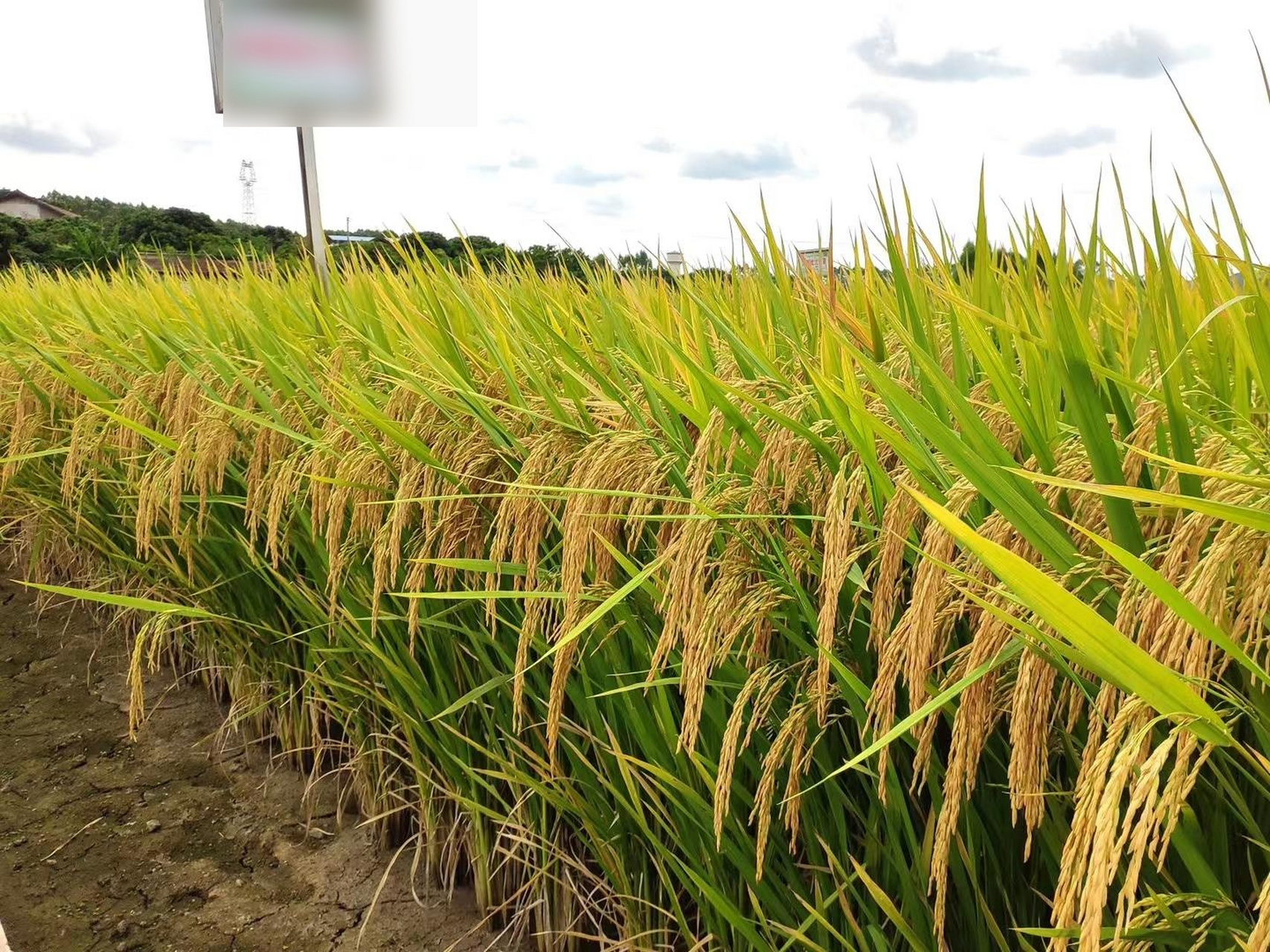 邦两优6118 长宽比4.4,千粒重21.8克,大穗耐高温!