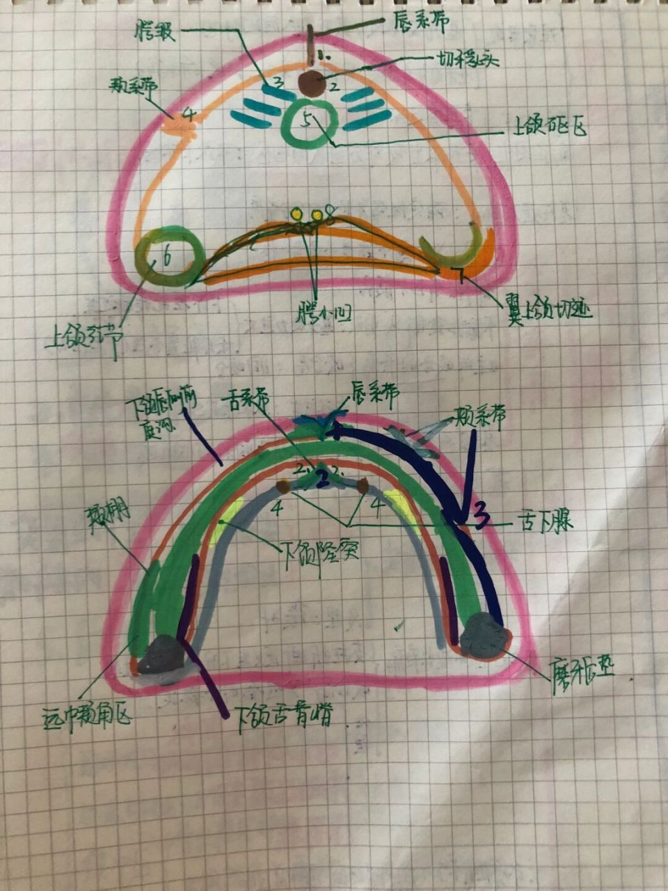 无牙颌解解剖标志