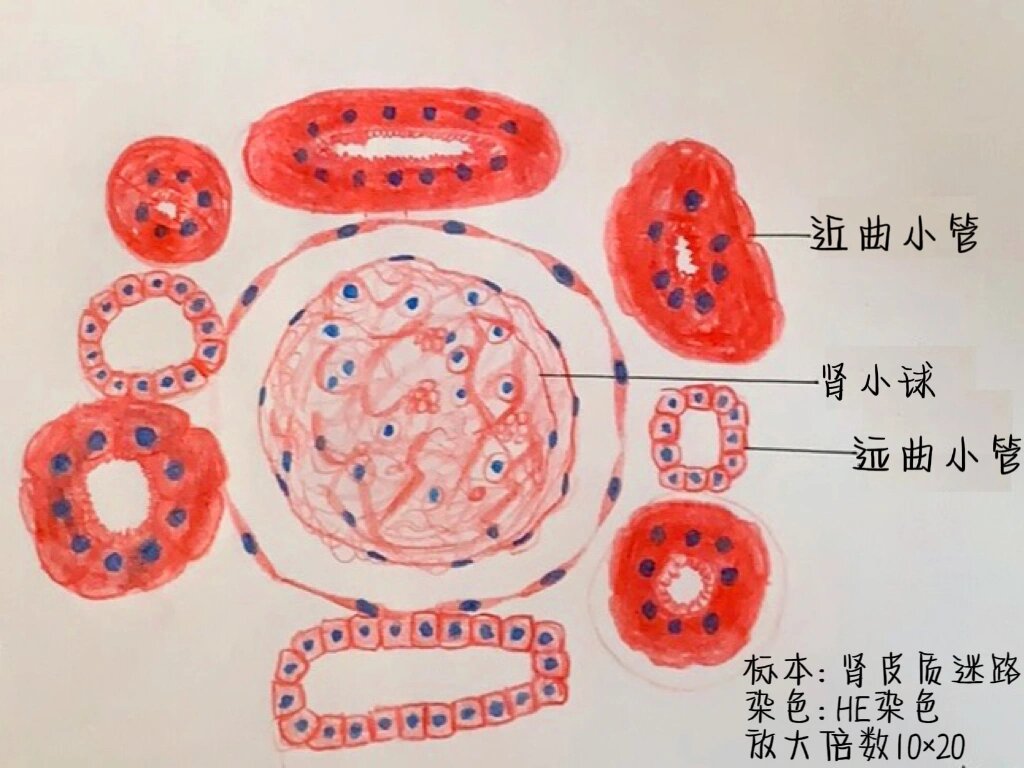 肾皮质迷路局部示意图图片