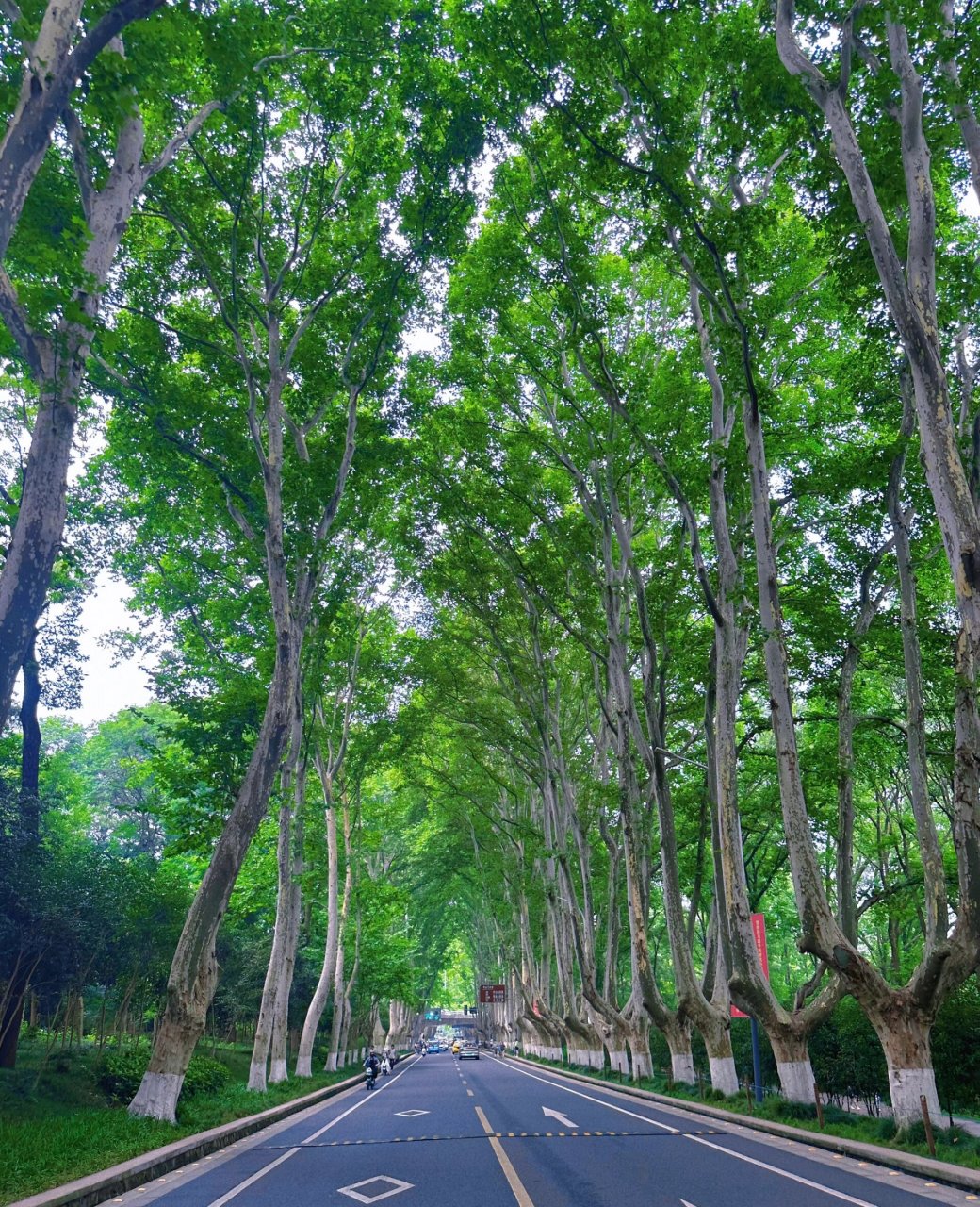 南京梧桐大道《某某》打卡     94三号路依然长得没有尽头,梧桐荫