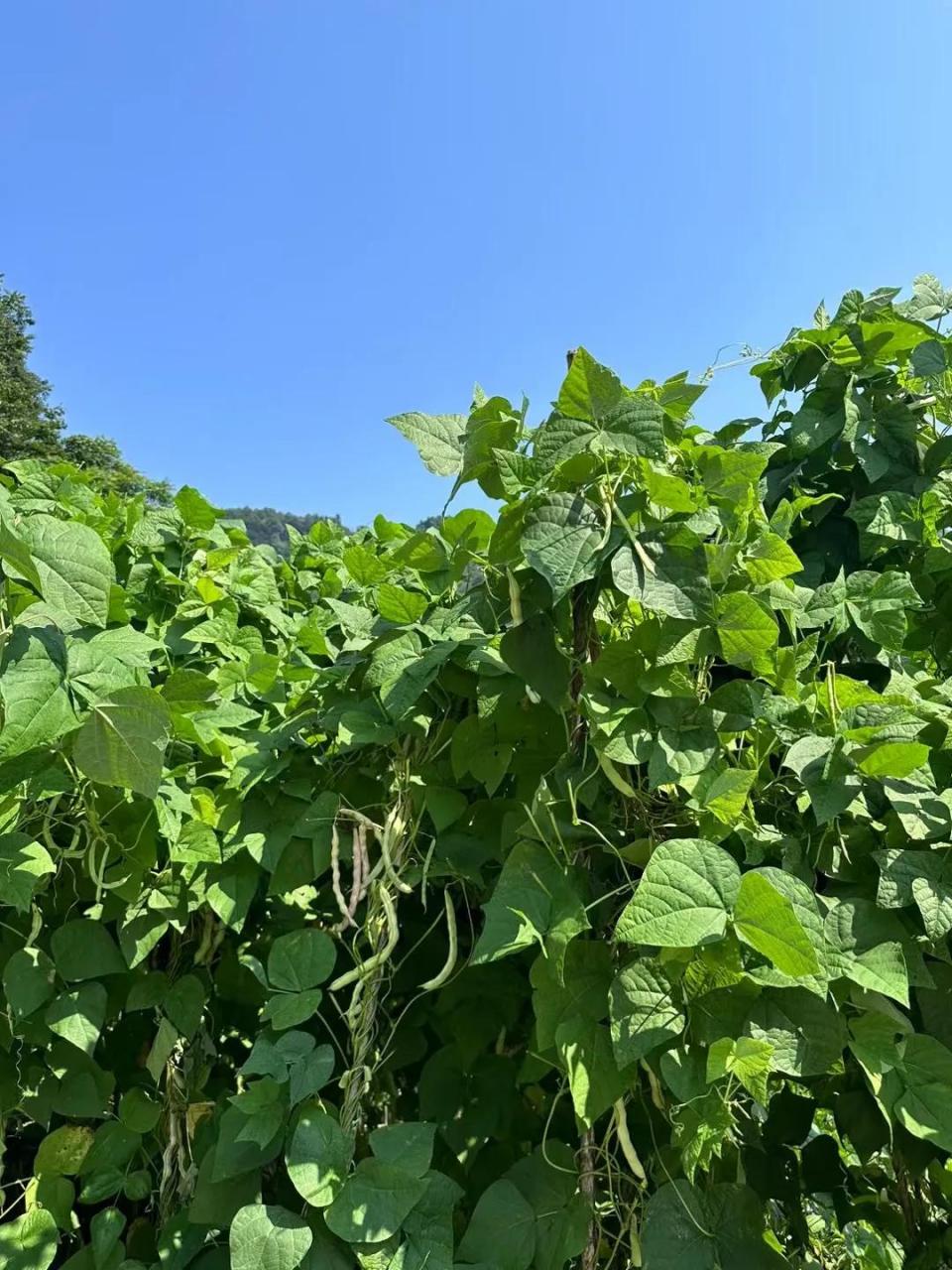 田裡莊稼收穫了一茬又一茬春天裡的菜園子 田地裡的美 地裡的景色