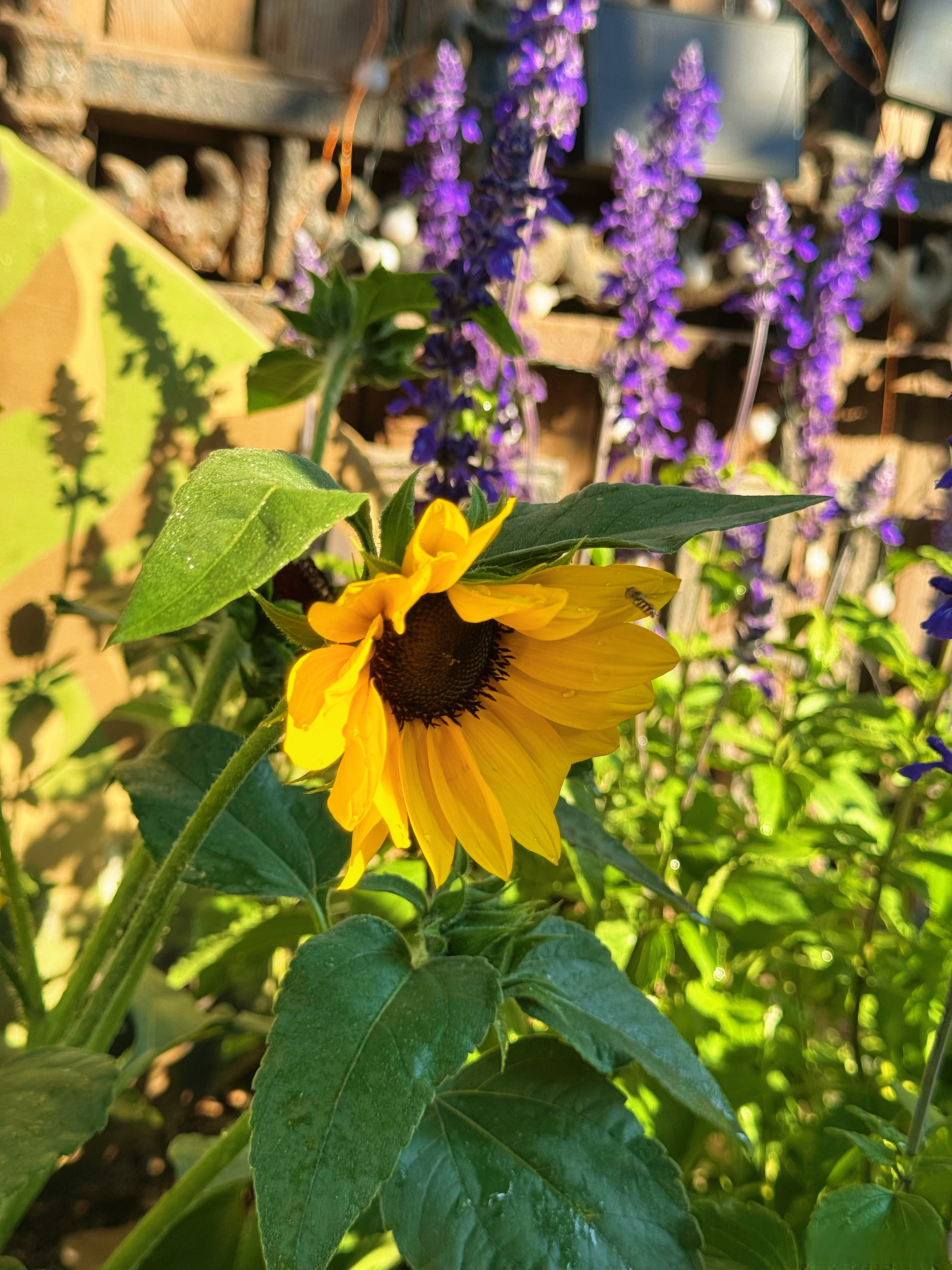 山田心夏天的样子…