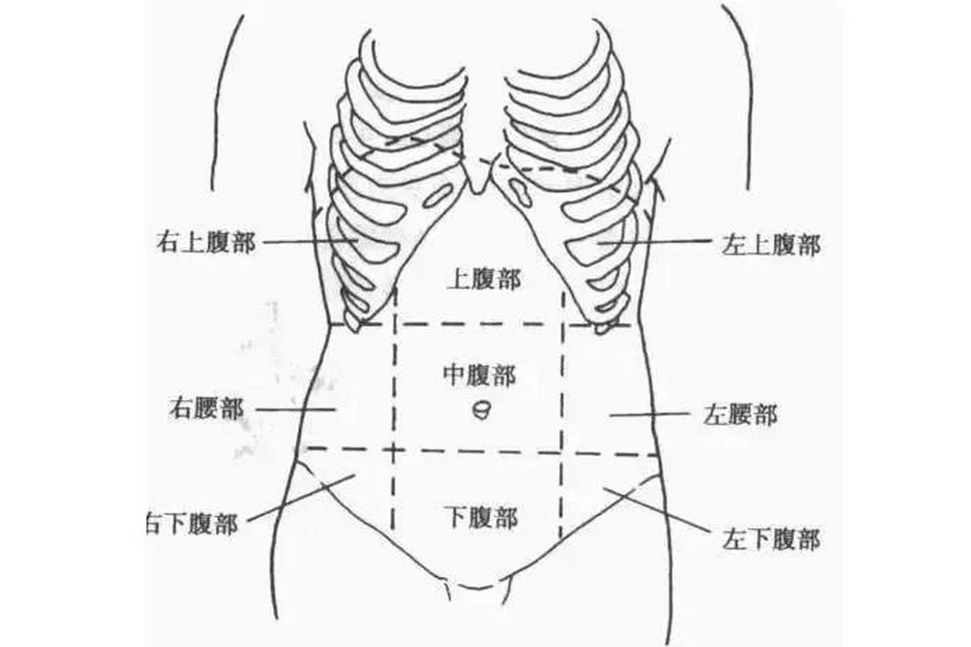 腹部4分法图片