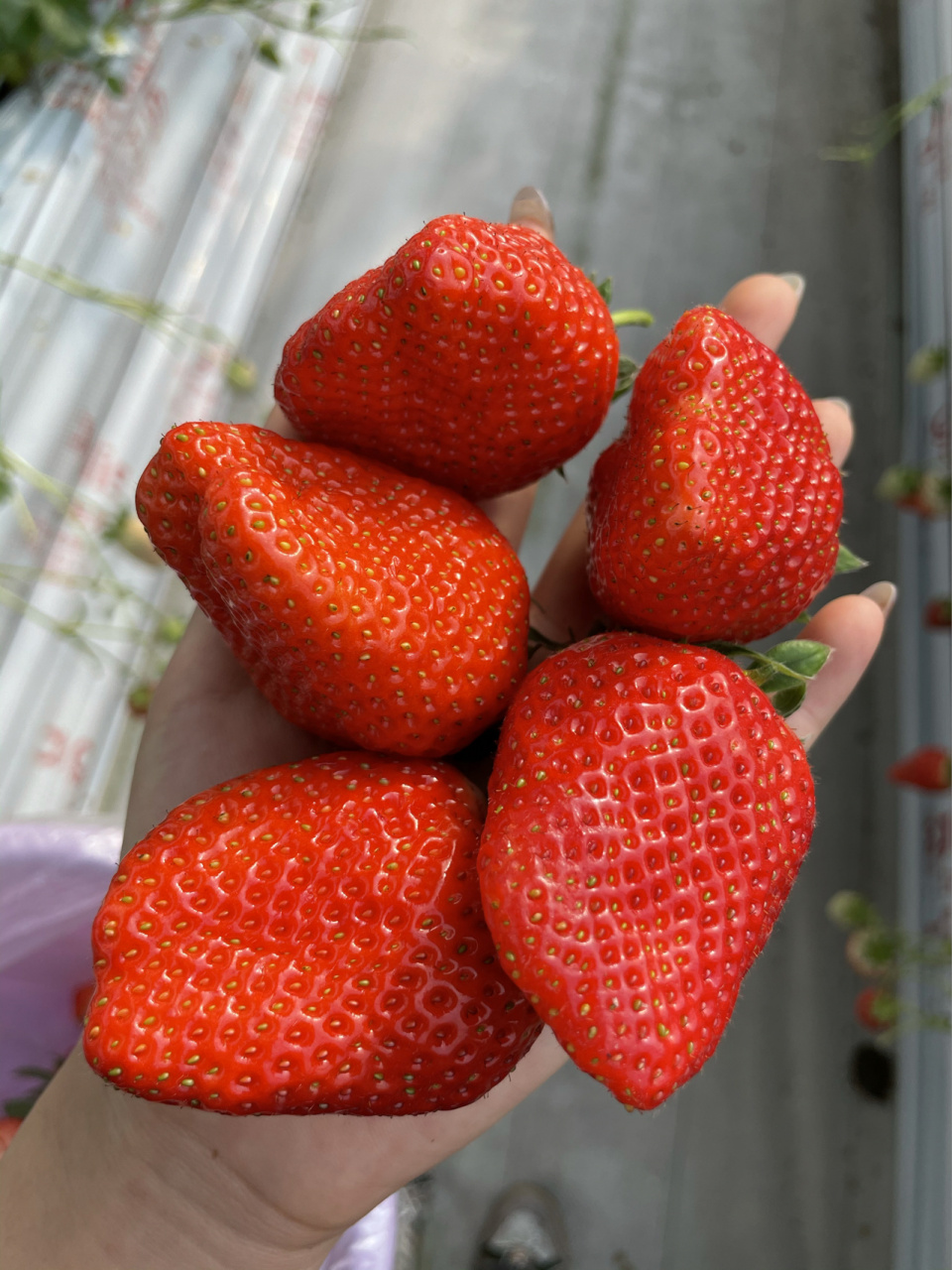 潍坊日本高架草莓采摘91网红地打卡 营业时间:周五周六周日7215