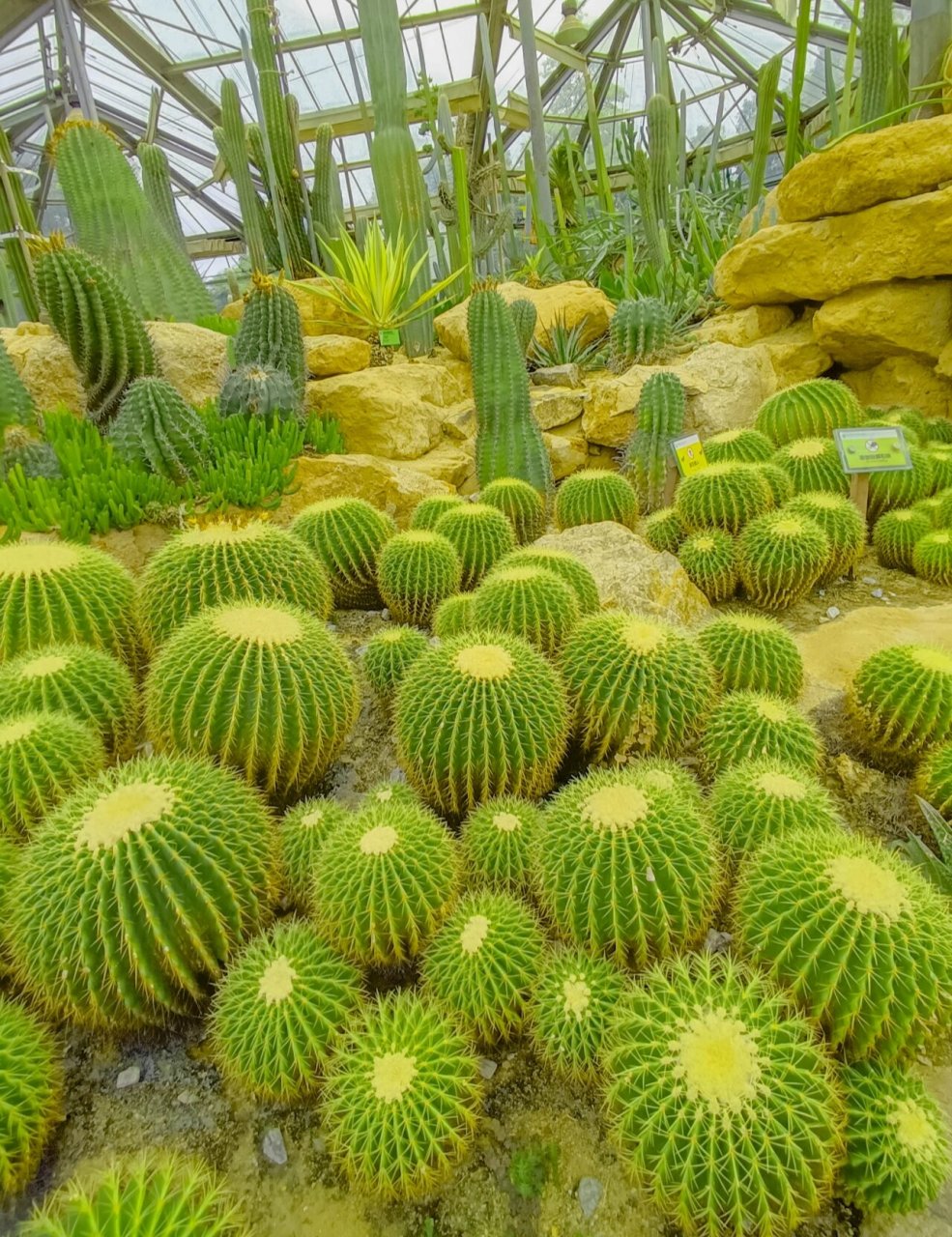 我喜欢的植物仙人掌图片