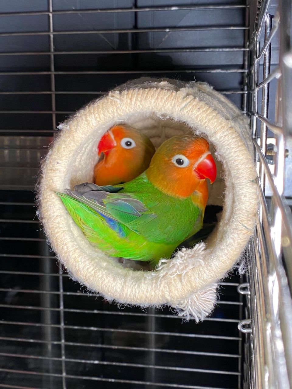 这个是什么品种的鹦鹉,为什么嘴巴红色的