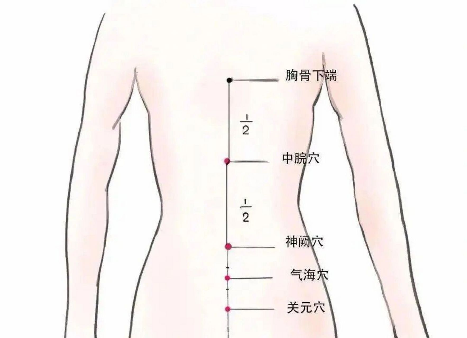 腹部拔罐的正确位置图图片