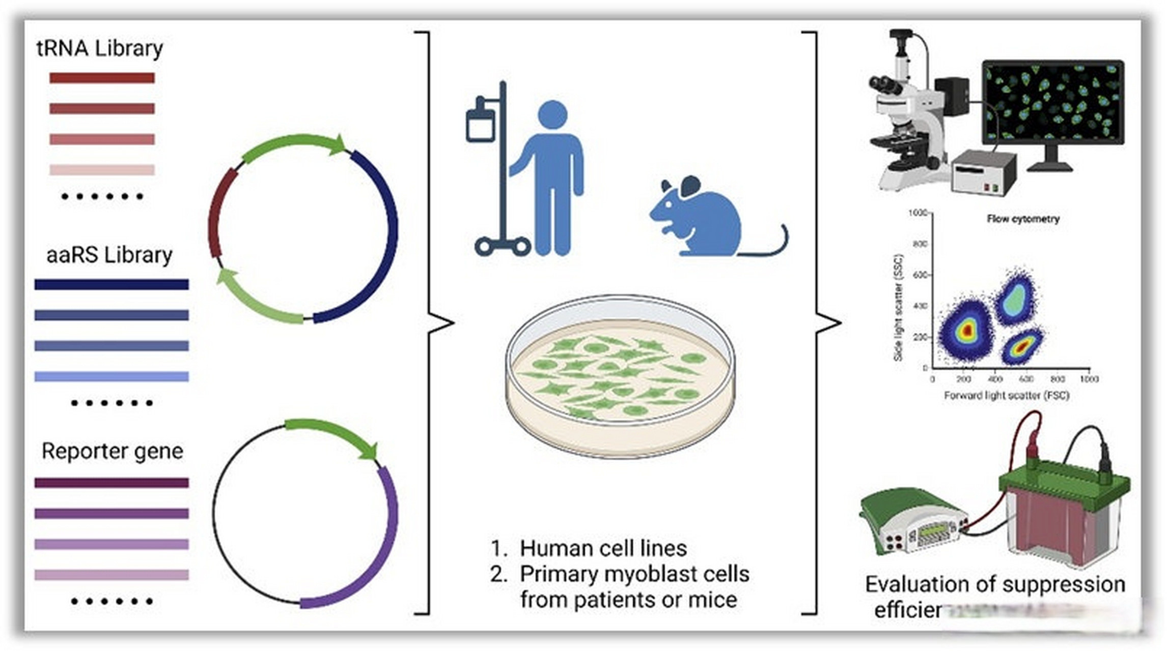 "trna—酶" 正交系统治疗罕见病的实验方案】近日,北京大学药学院夏青