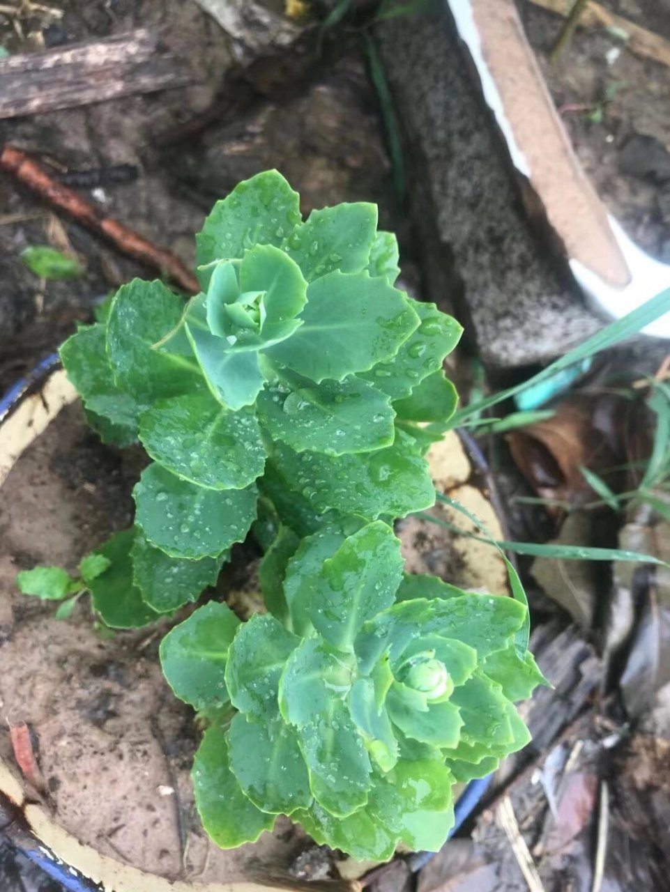 夏天必备的止痒草本植物—蚊虫叮咬 朋友们可以参考此植物的全图,以免