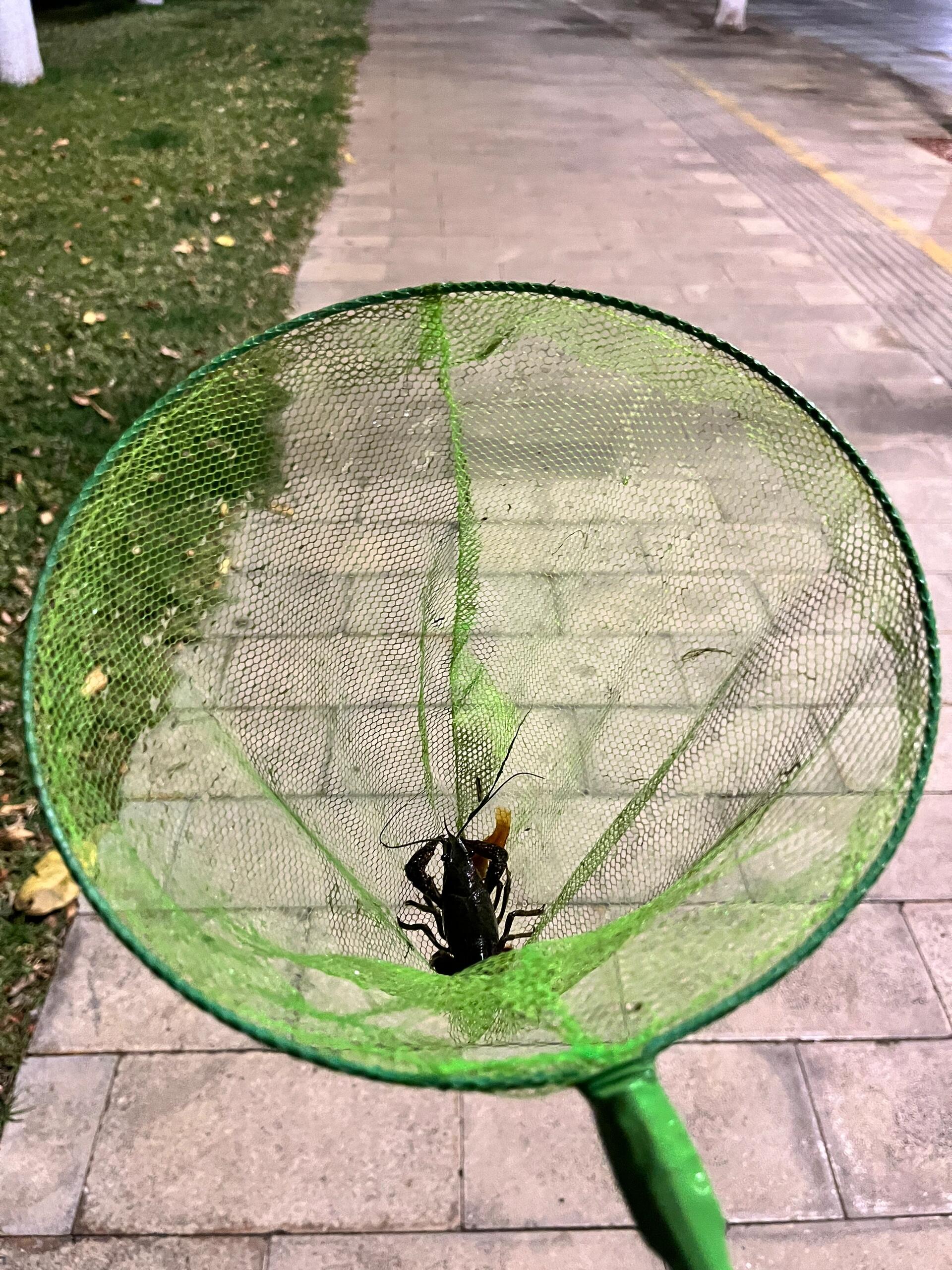 野采让人快乐,发色食蚊鱼.