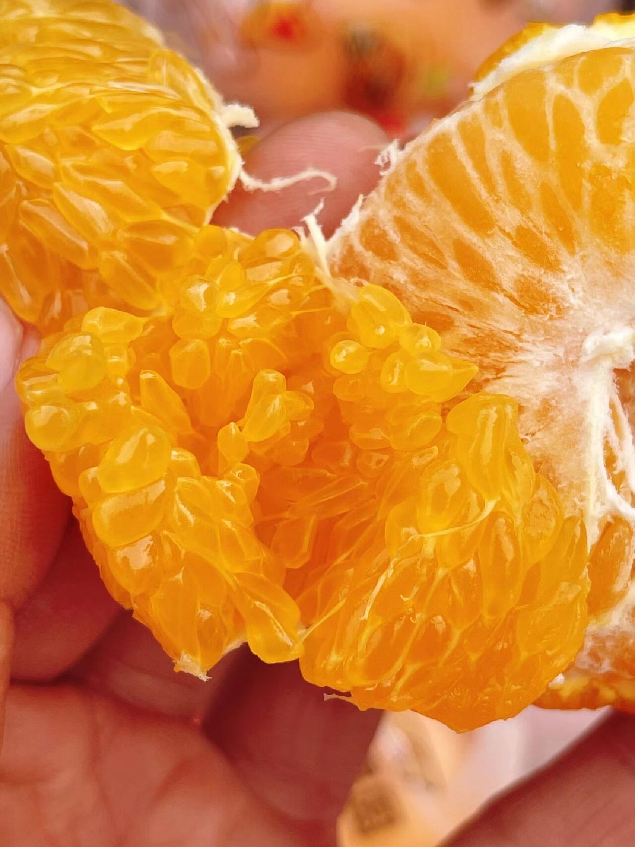 颗颗饱满的 雷锋果园 贵妃柑 到货啦!