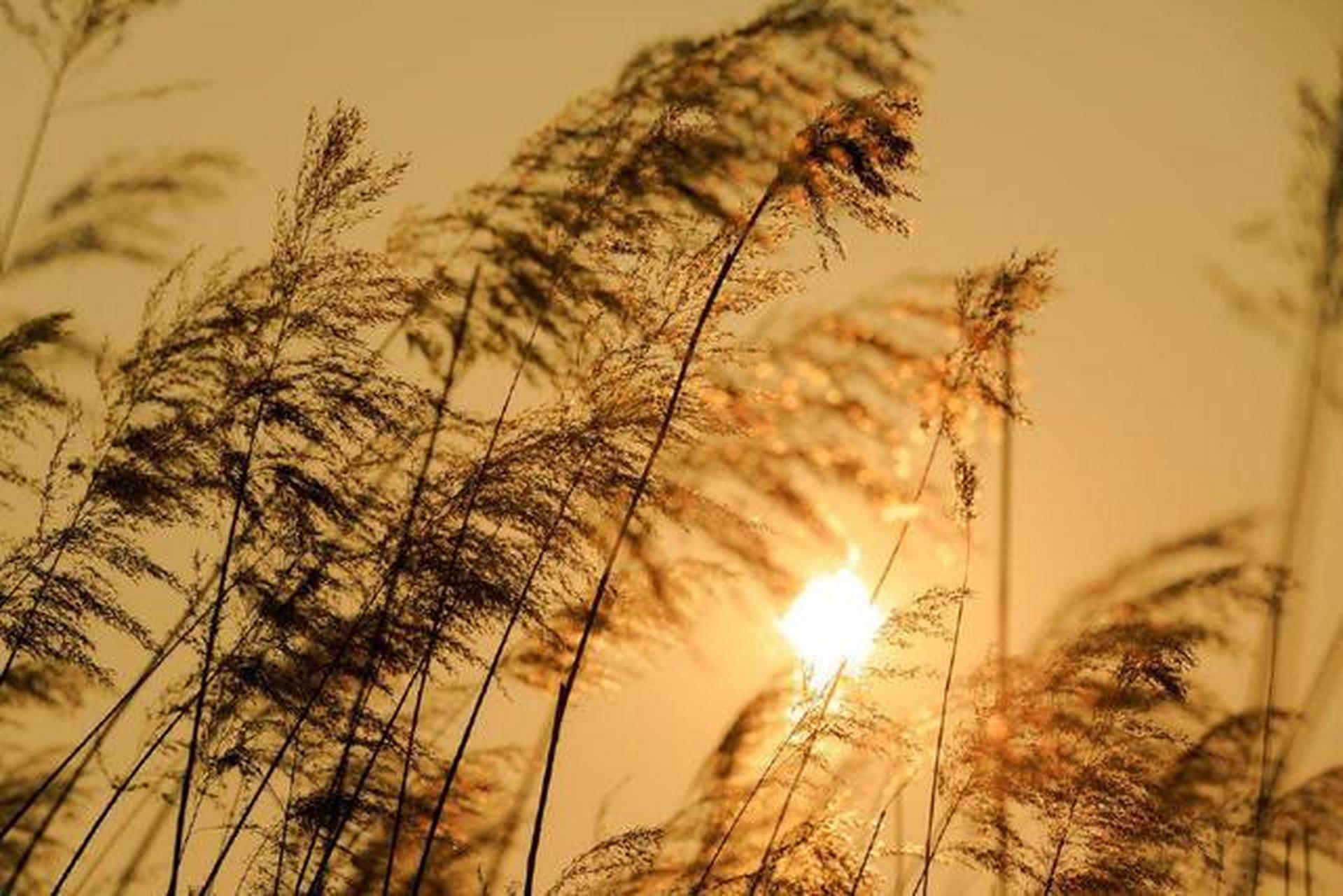 《临江仙》 张翥 〔元代〕 羡杀渔村无畔岸,茫茫杨柳蒹葭.