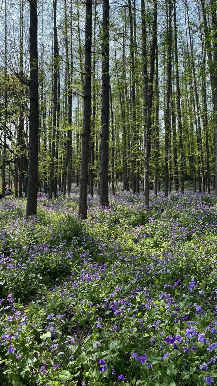 共青国家森林公园|治愈森林 99地址:上海市杨浦区军工路2000号 99