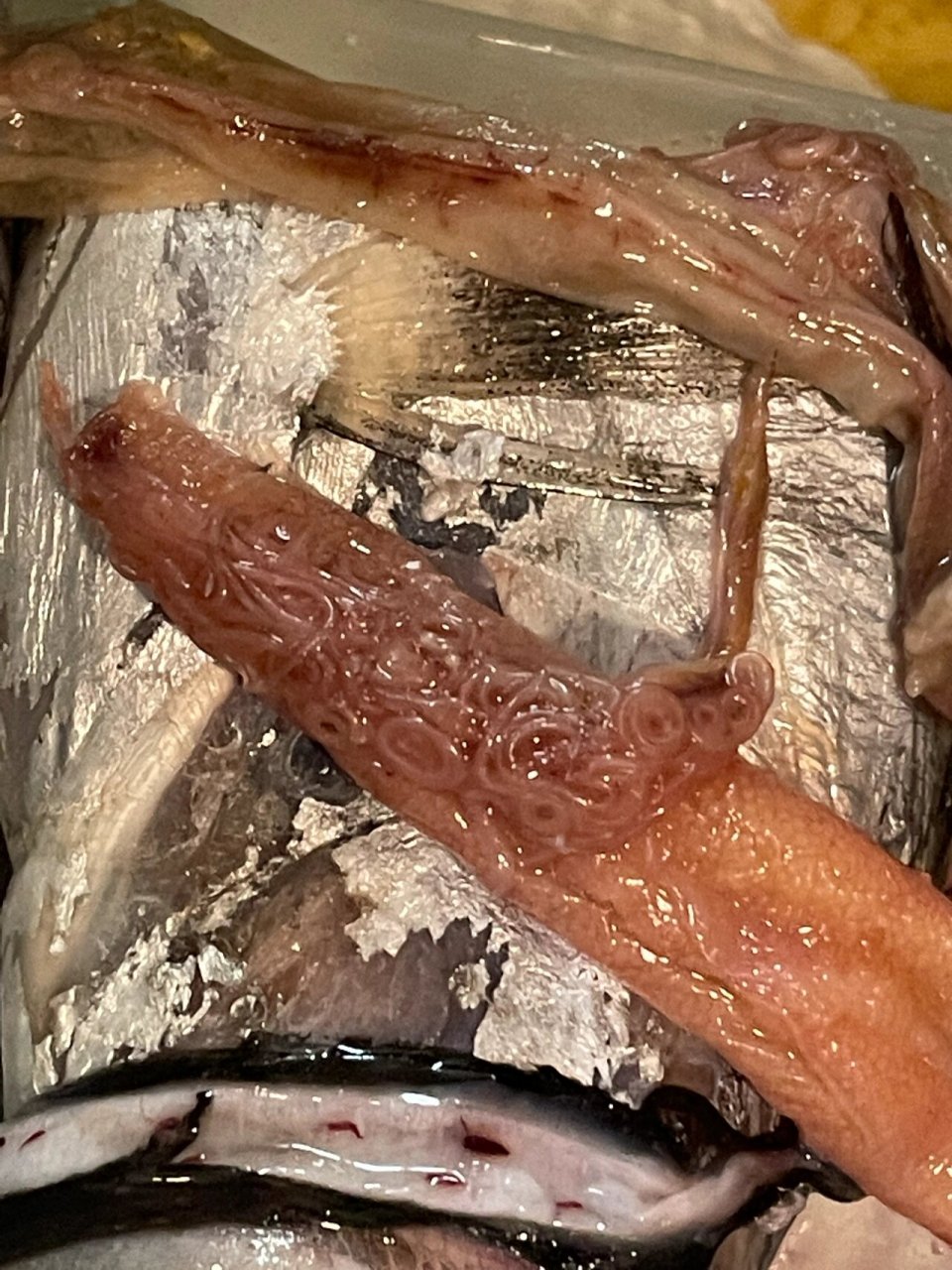 带鱼有寄生虫还能吃么 买了两条冷冻带鱼准备做干炸带鱼,收拾到第二条