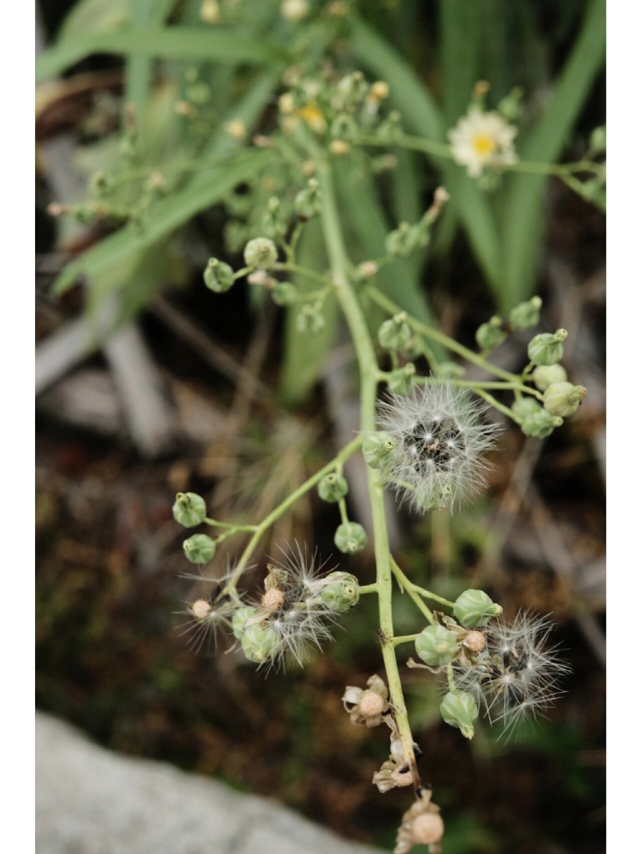 植物笔记 | 翅果菊