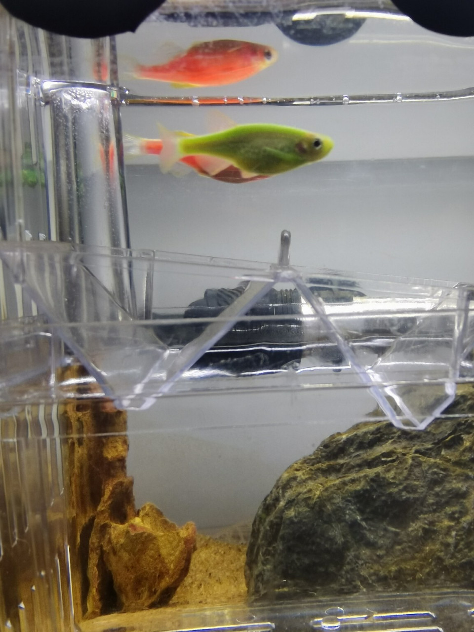 求助如何判断热带鱼是否怀孕? 有没有懂的鱼友帮忙看看是不是怀孕了?