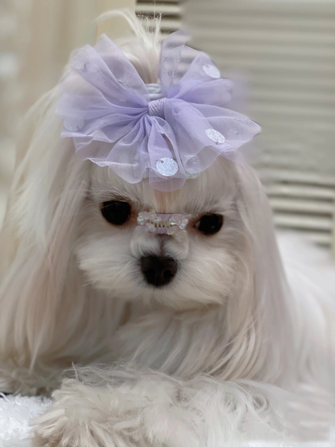冬天了,马尔济斯长毛犬去静电好方法!