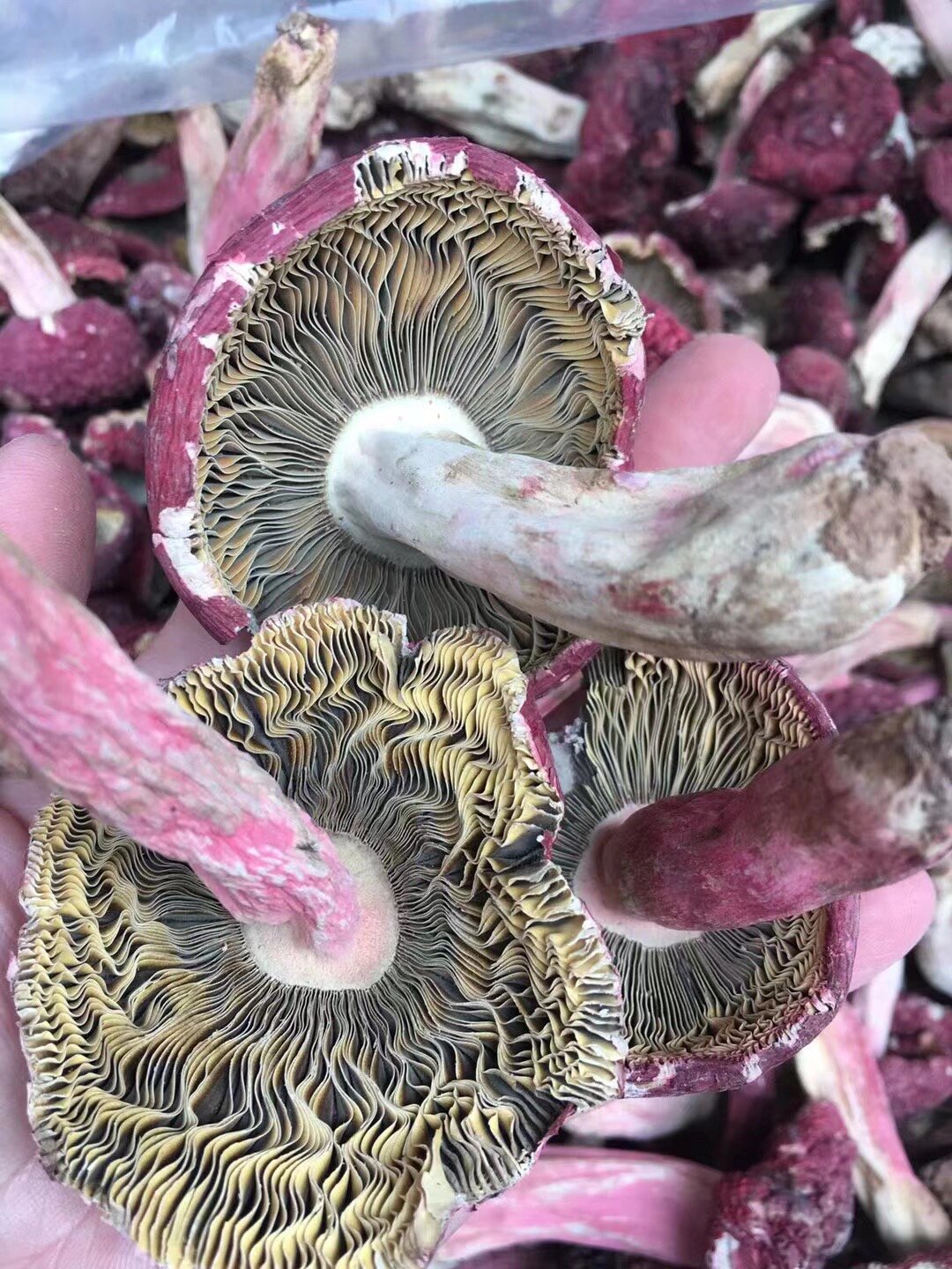 野生三明红菇 据《本61纲草69目》所载:"红61味菇69清,性温