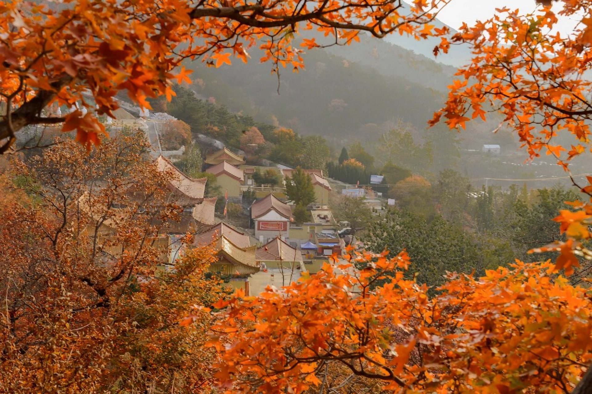 山东省烟台市莱州市寒同山(神仙洞)枫叶林 山东省十大枫叶小镇之一