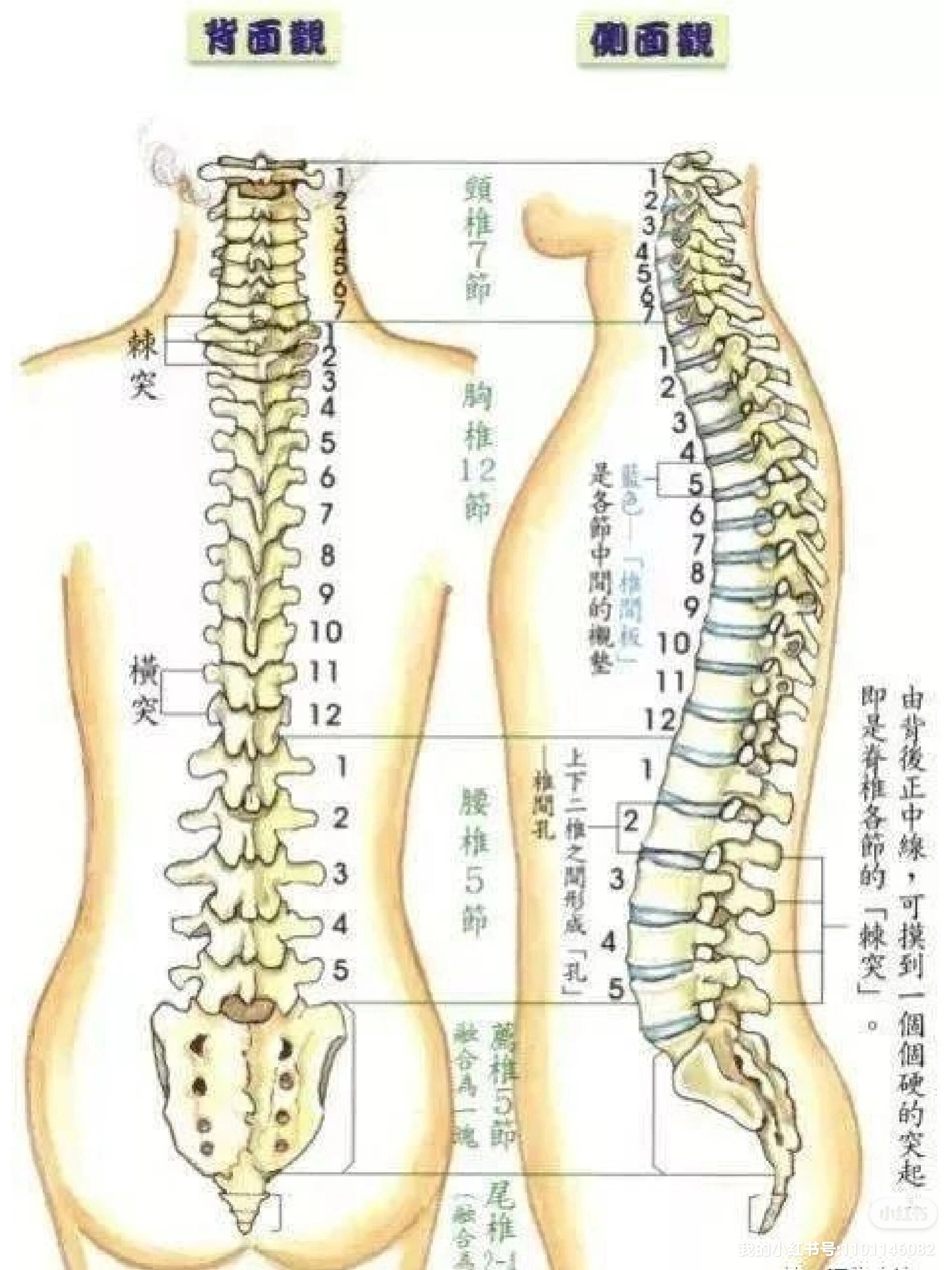 后背脊柱对应身体疾病