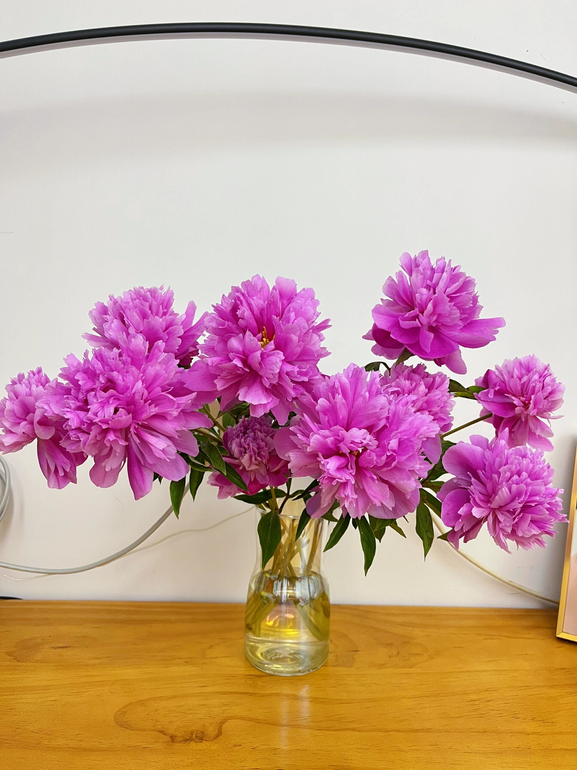 粉色重瓣芍药一种花开富贵的感觉,不输牡丹 芍药季当然要买芍药啦