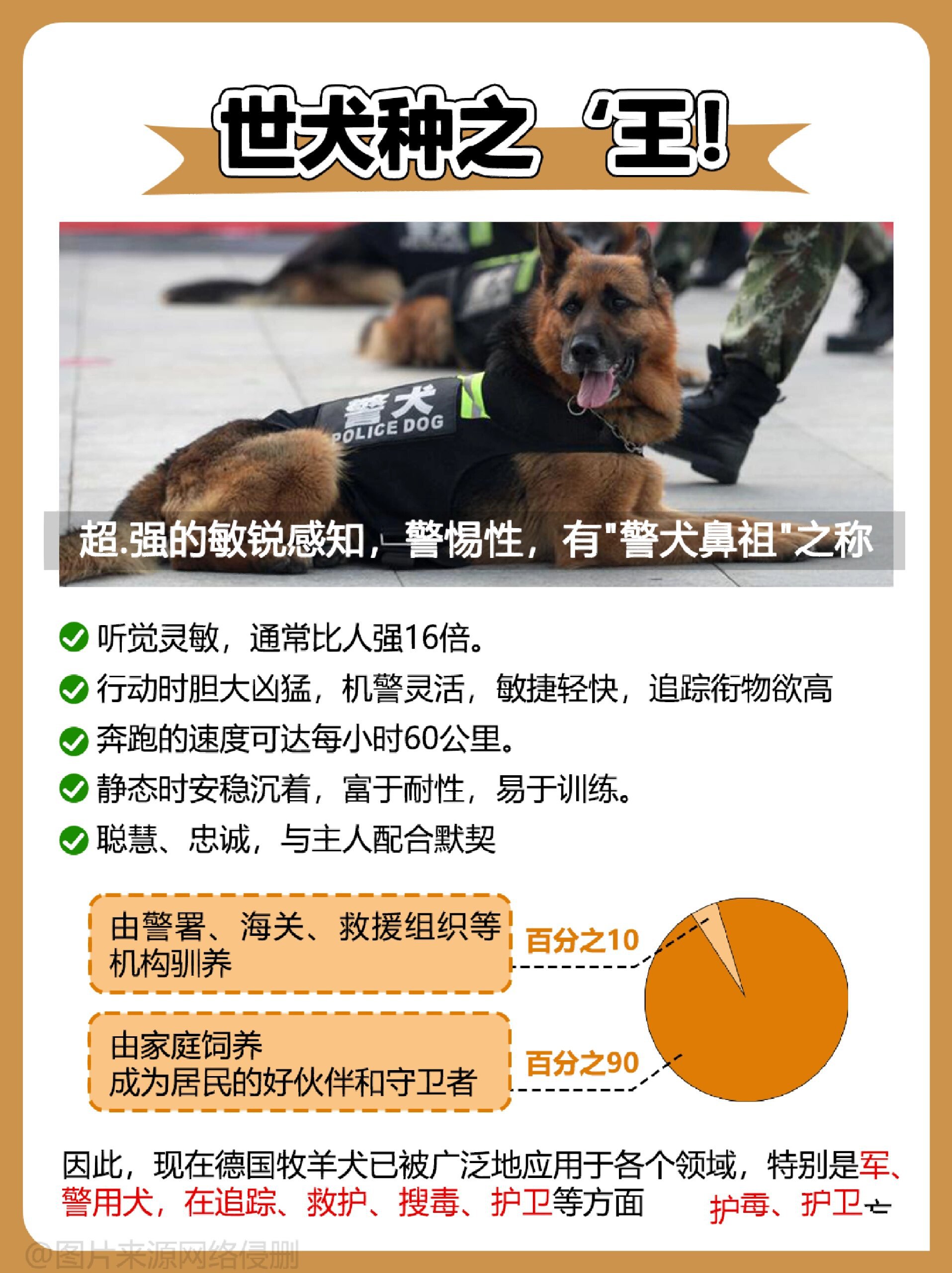 德国牧羊犬:聪明护卫犬还是理想伴侣