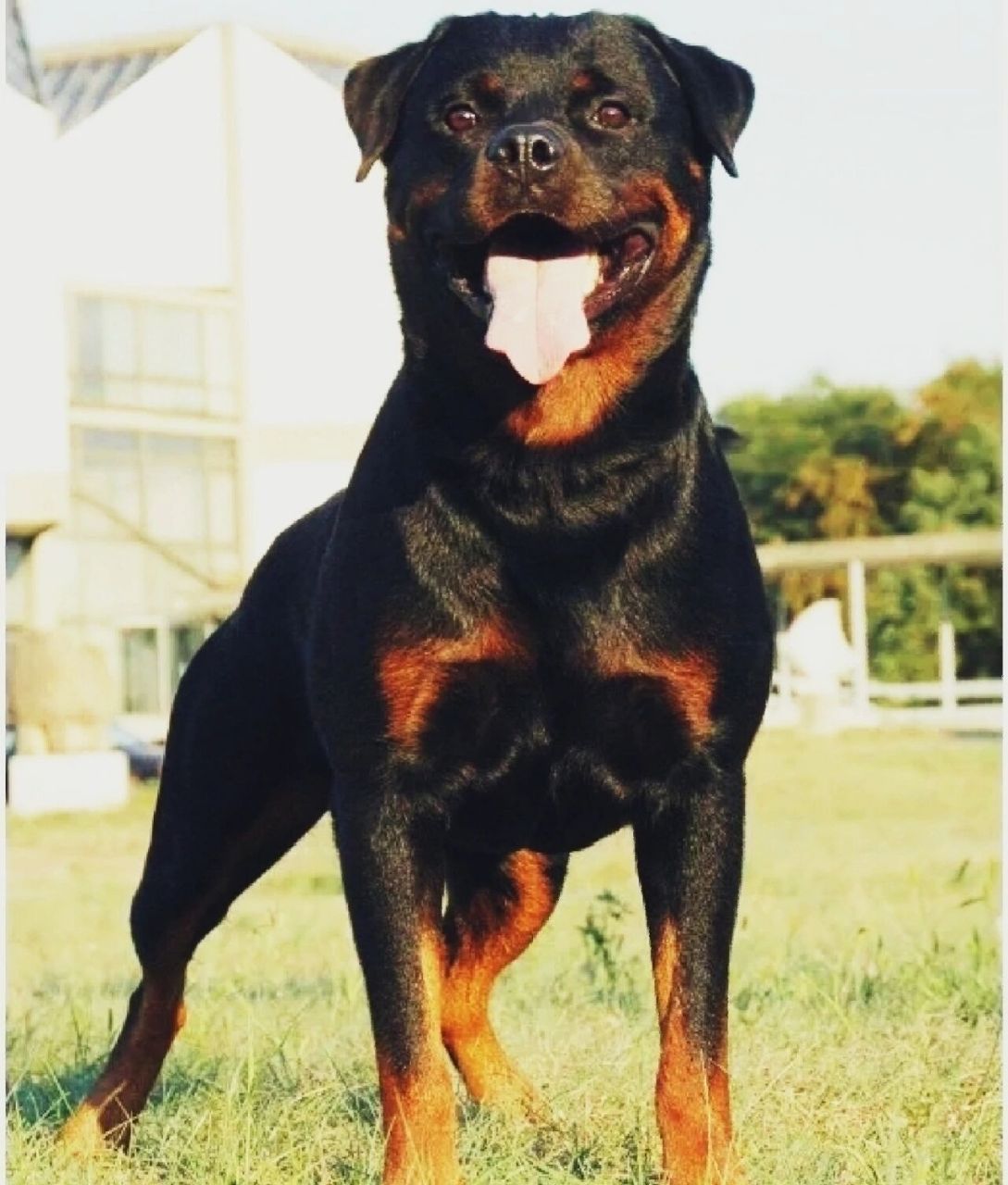 罗威纳犬价格行情德系罗威纳幼犬价格多少钱 一般罗威纳犬的价格在