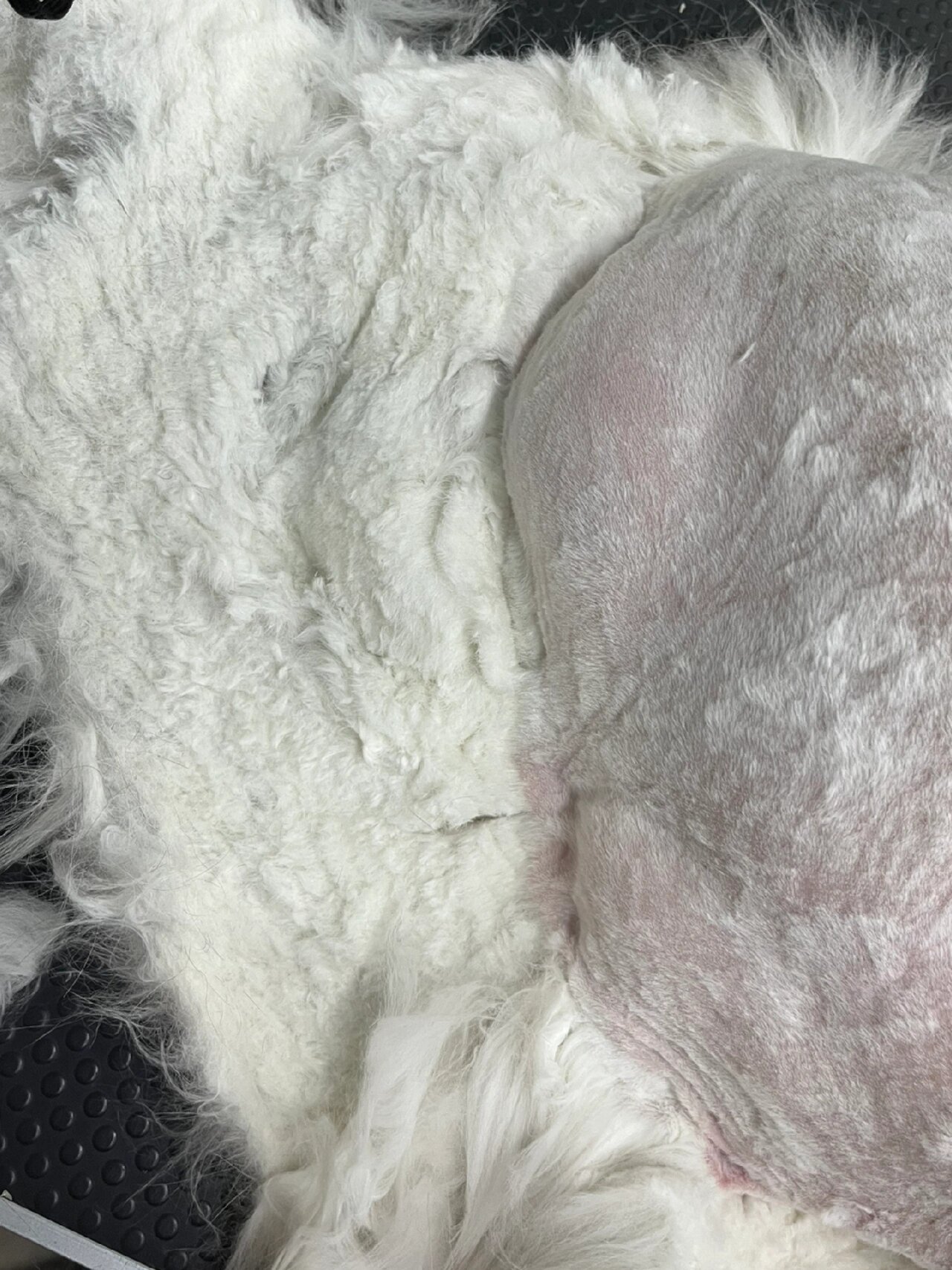 今天给一只打了一身结的金吉拉剃毛,真是大开眼界,全身结,这真是一点