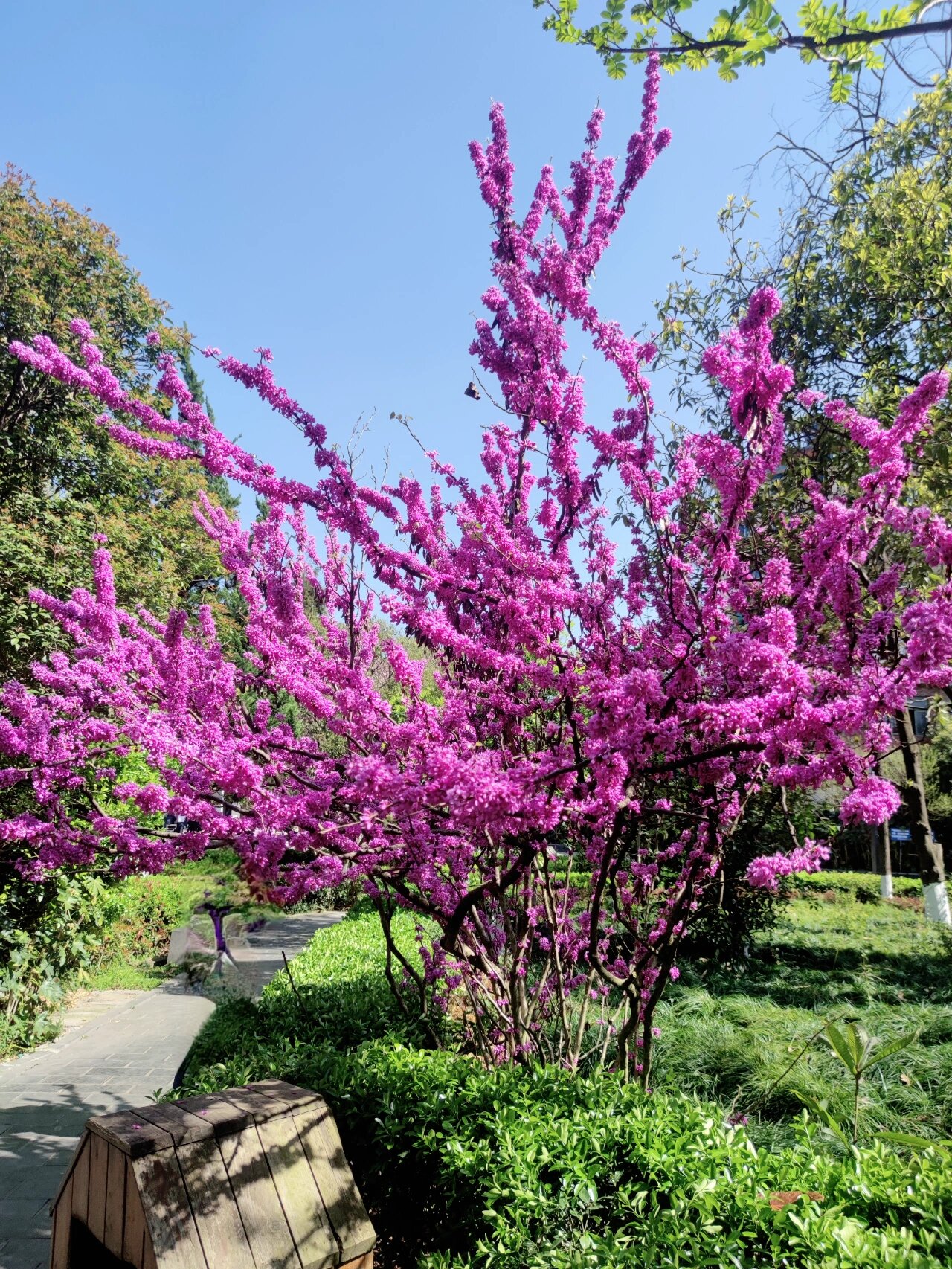 紫荆灌木图片