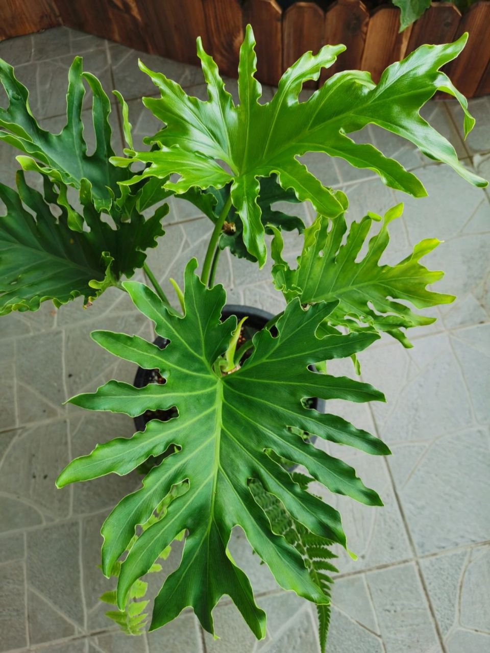 龟背竹和春羽,别再傻傻分不清 最近闹了个笑话,入手的一盆植物,我还