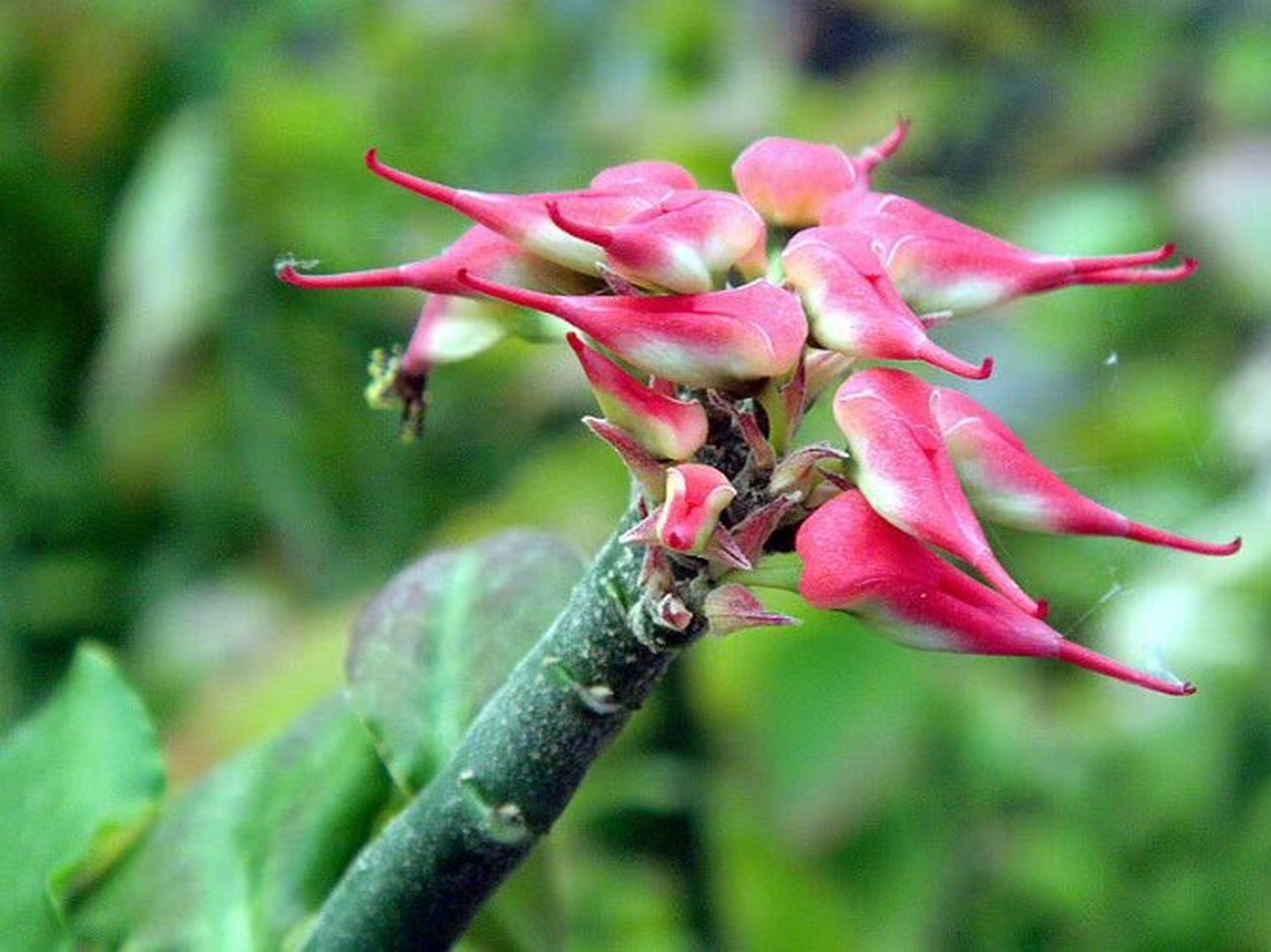 红雀珊瑚04 以前在植物园拍的几张红雀珊瑚只知其名,不知其祥,原来
