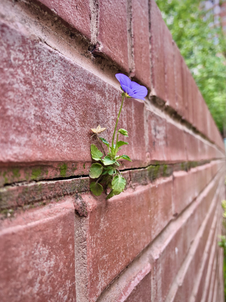 后来再去这个地方时,这朵顽强而美丽的小花不见了.