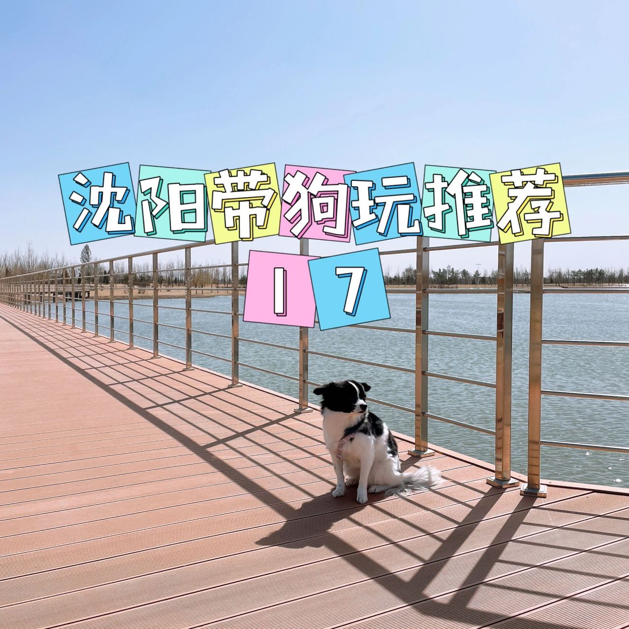 所以!是我们有毛孩子的铲屎官必须种草的地方 99沈阳中德公园(2