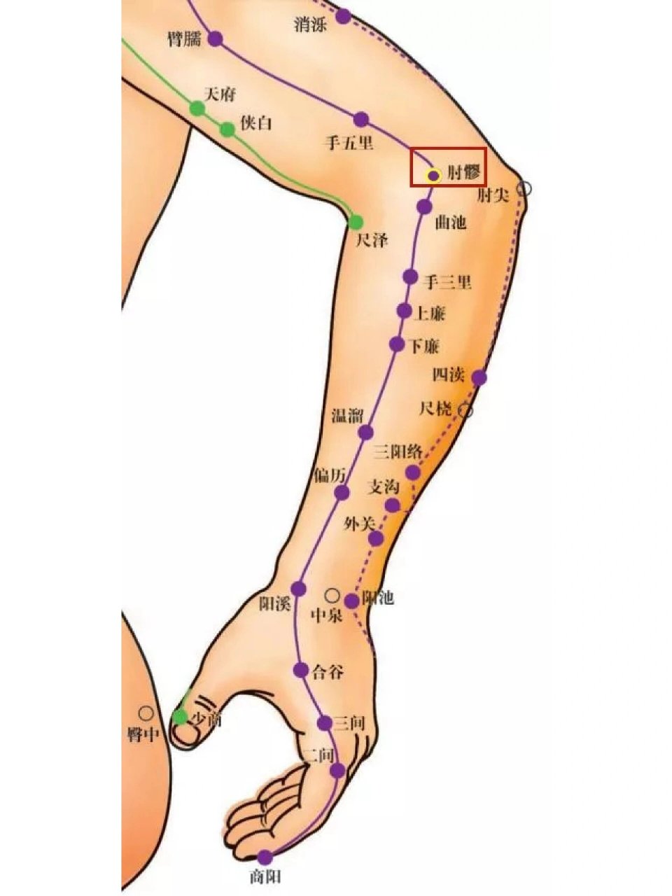 网球肘的艾灸调理办法 肘髎穴有舒筋活络的作用,现代常用于治肘臂疼痛