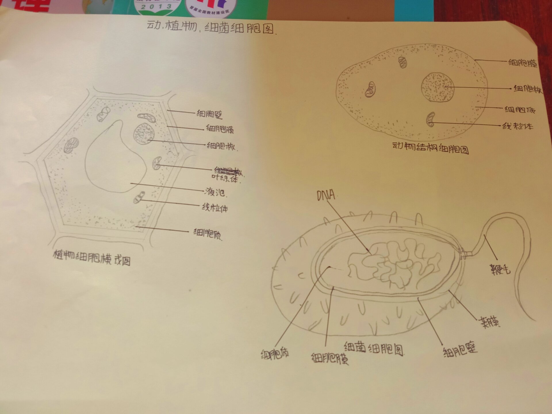 生物绘画图细胞图片