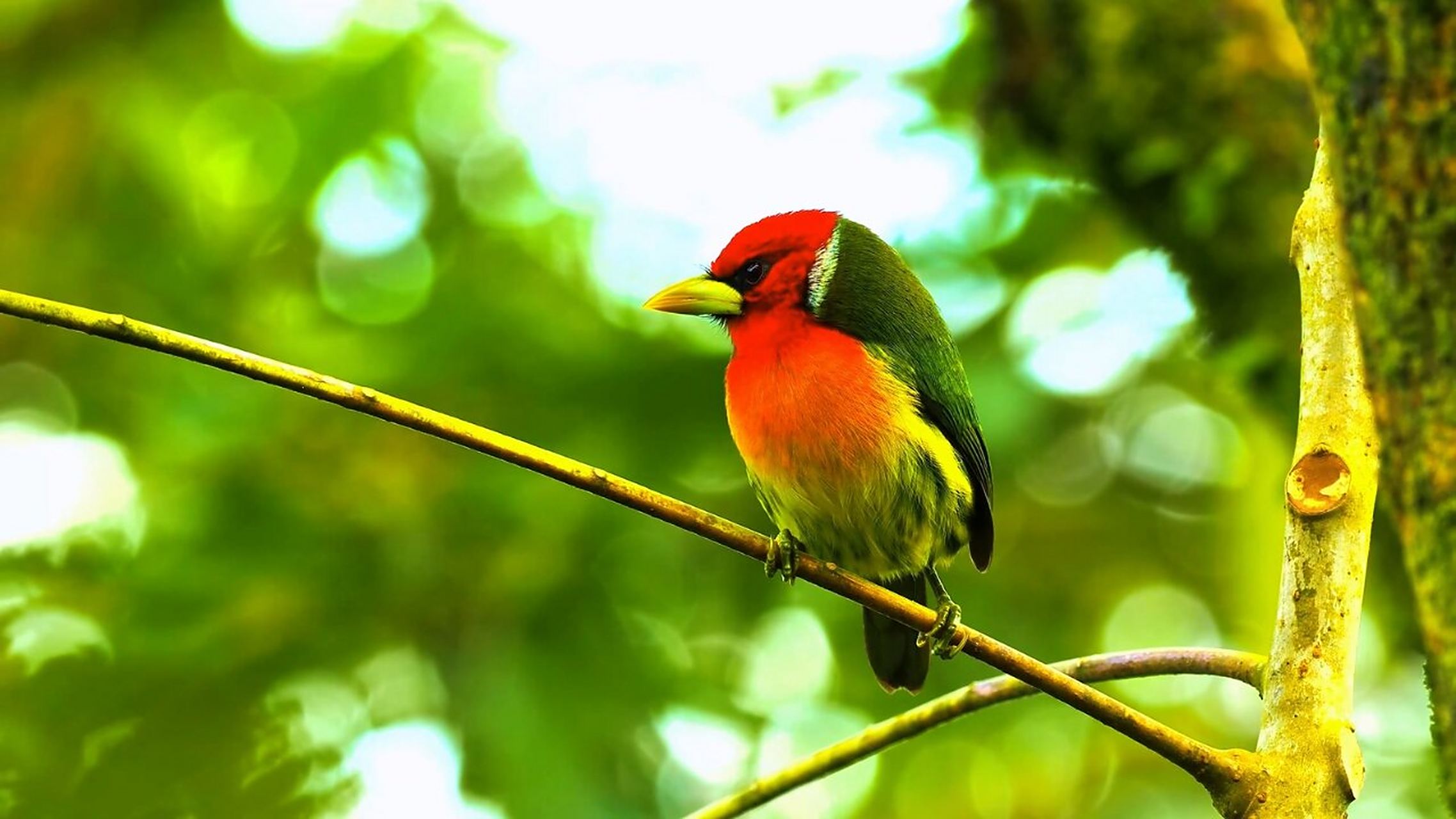 当你近距离观赏野生鸟类时,你会被它们美丽的羽毛,独特的鸣声和优雅的