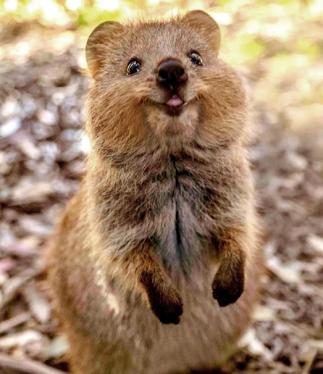 短尾矮袋鼠|最快乐的袋鼠&"舍娃逃生"专家 短尾矮袋鼠(setonix