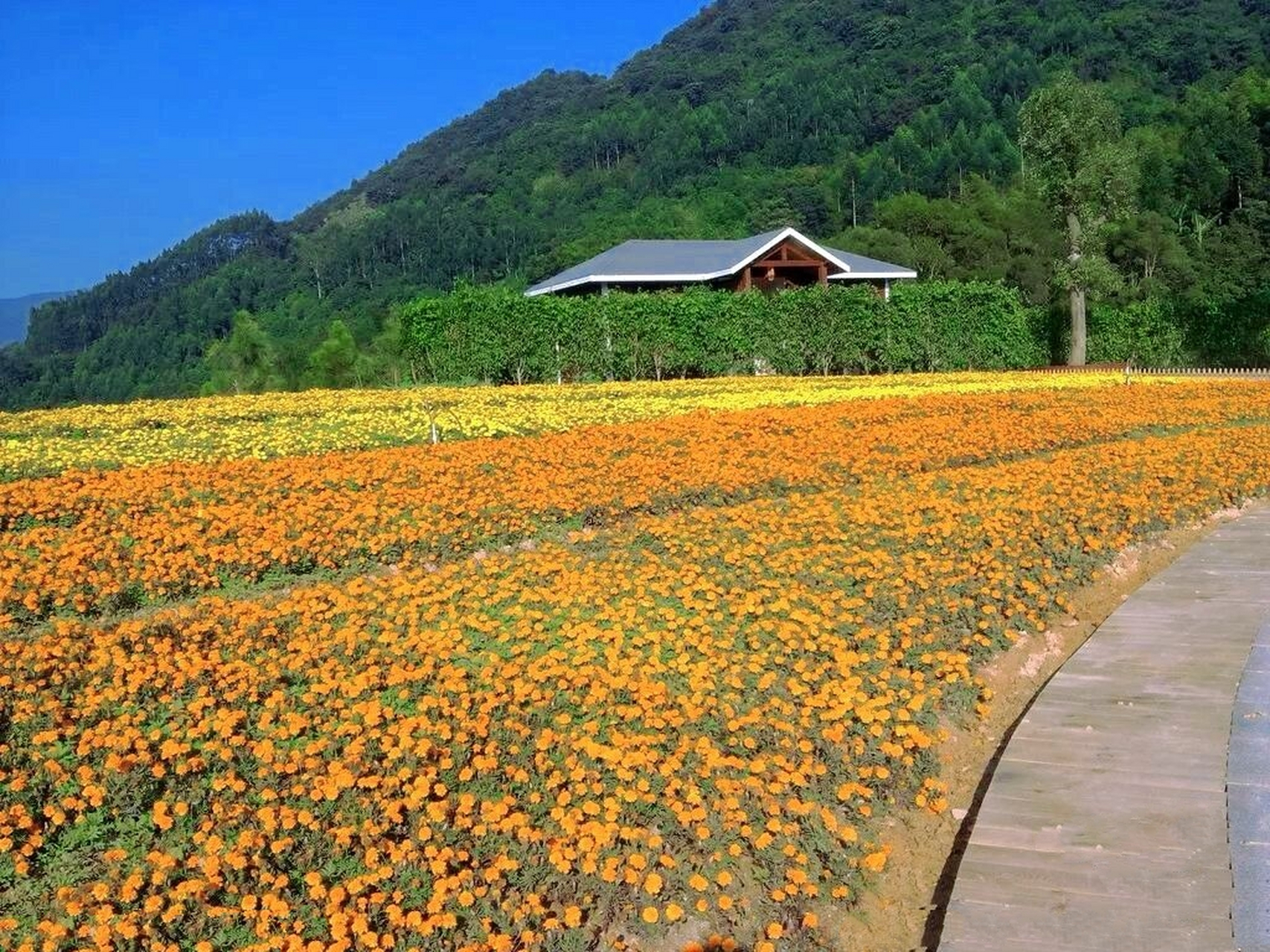 漳州十里蓝山图片