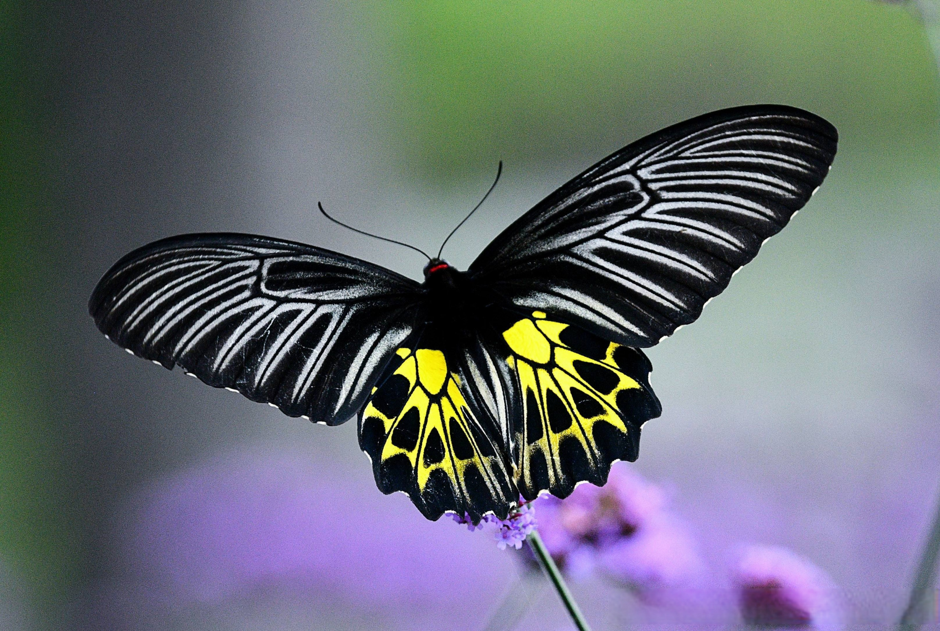 魅力腾冲# 【国家二级保护动物金裳凤蝶现身腾冲曲石】近日,摄影师在