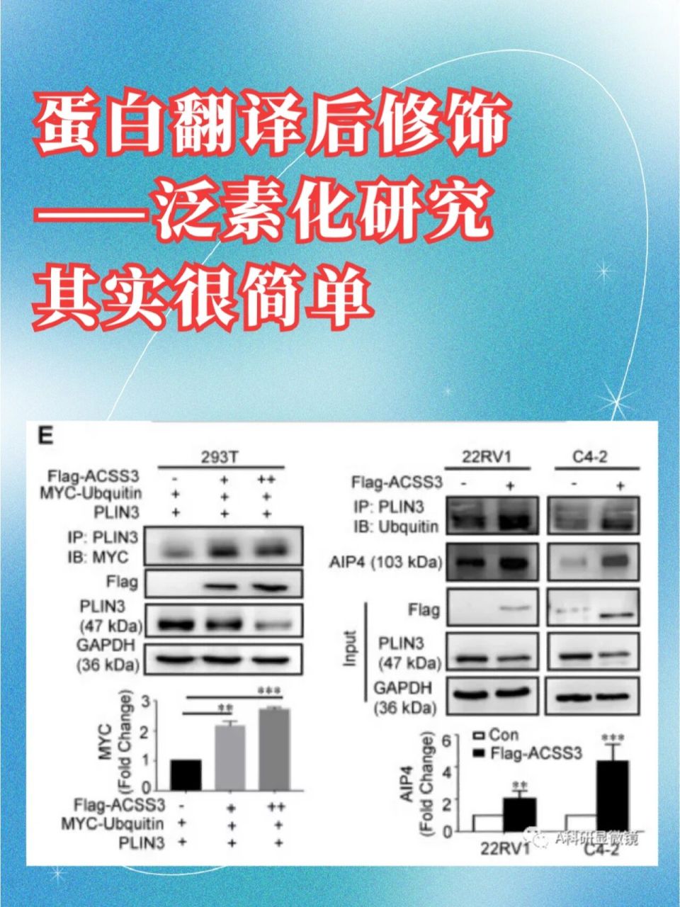 解读泛素化实验的结果图片其实可以很简单 小伙伴们在做实验的过程中