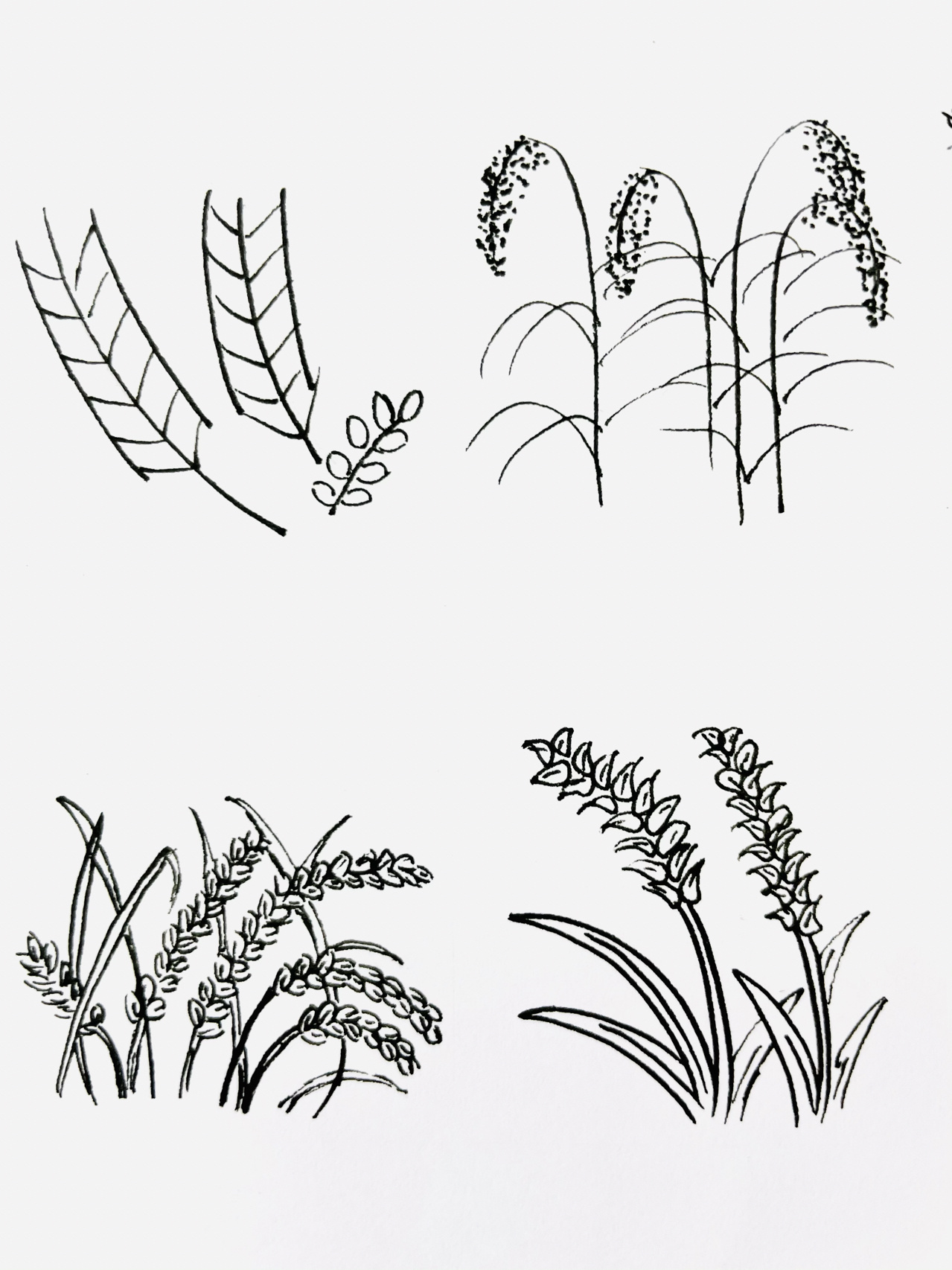 【简笔画】水稻90