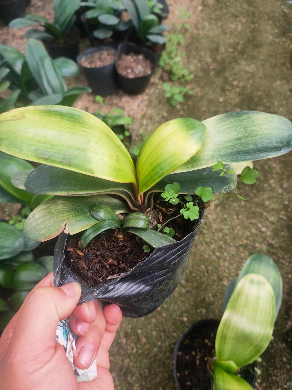 佛光君子兰欣赏欣赏